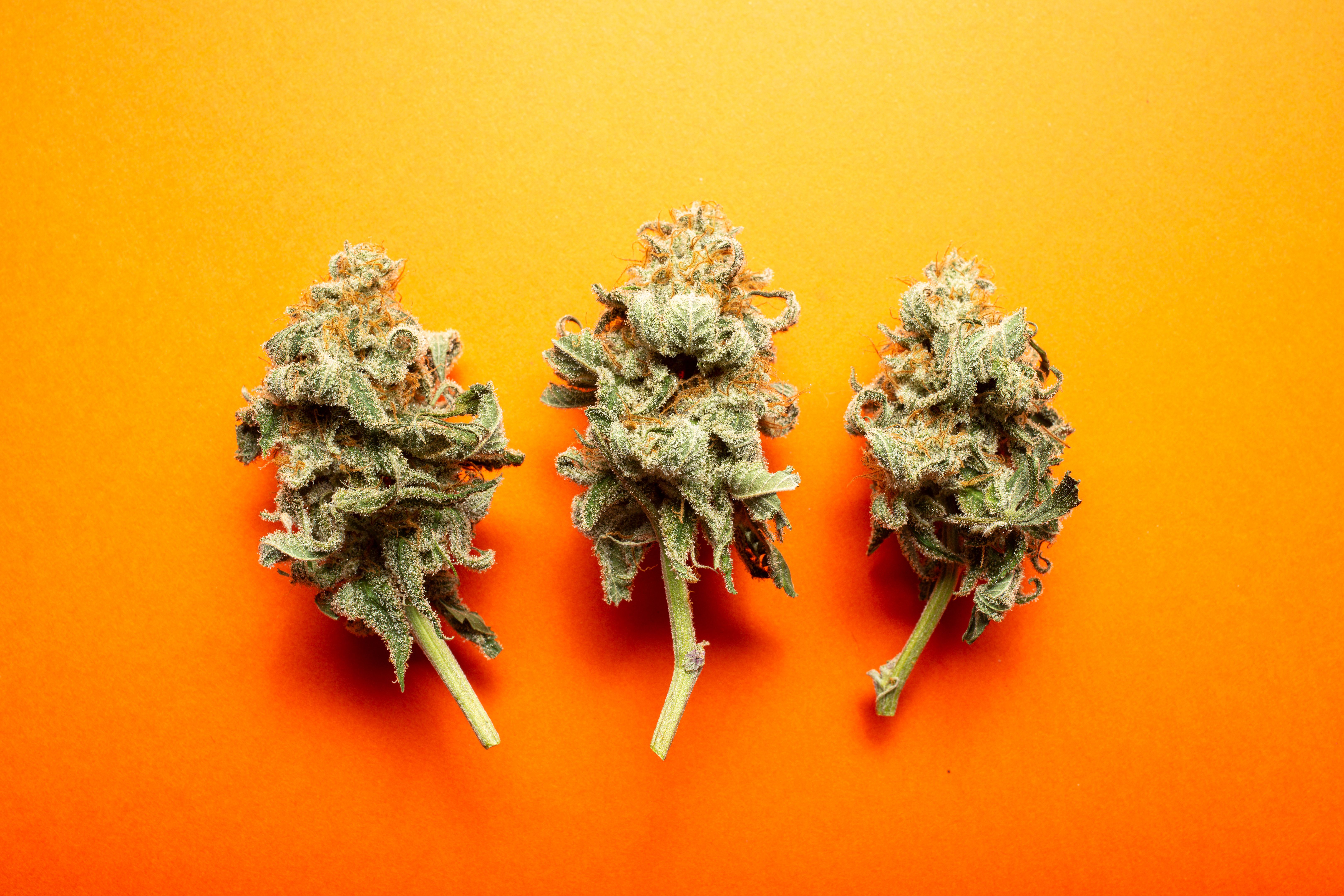 cannabis strains display