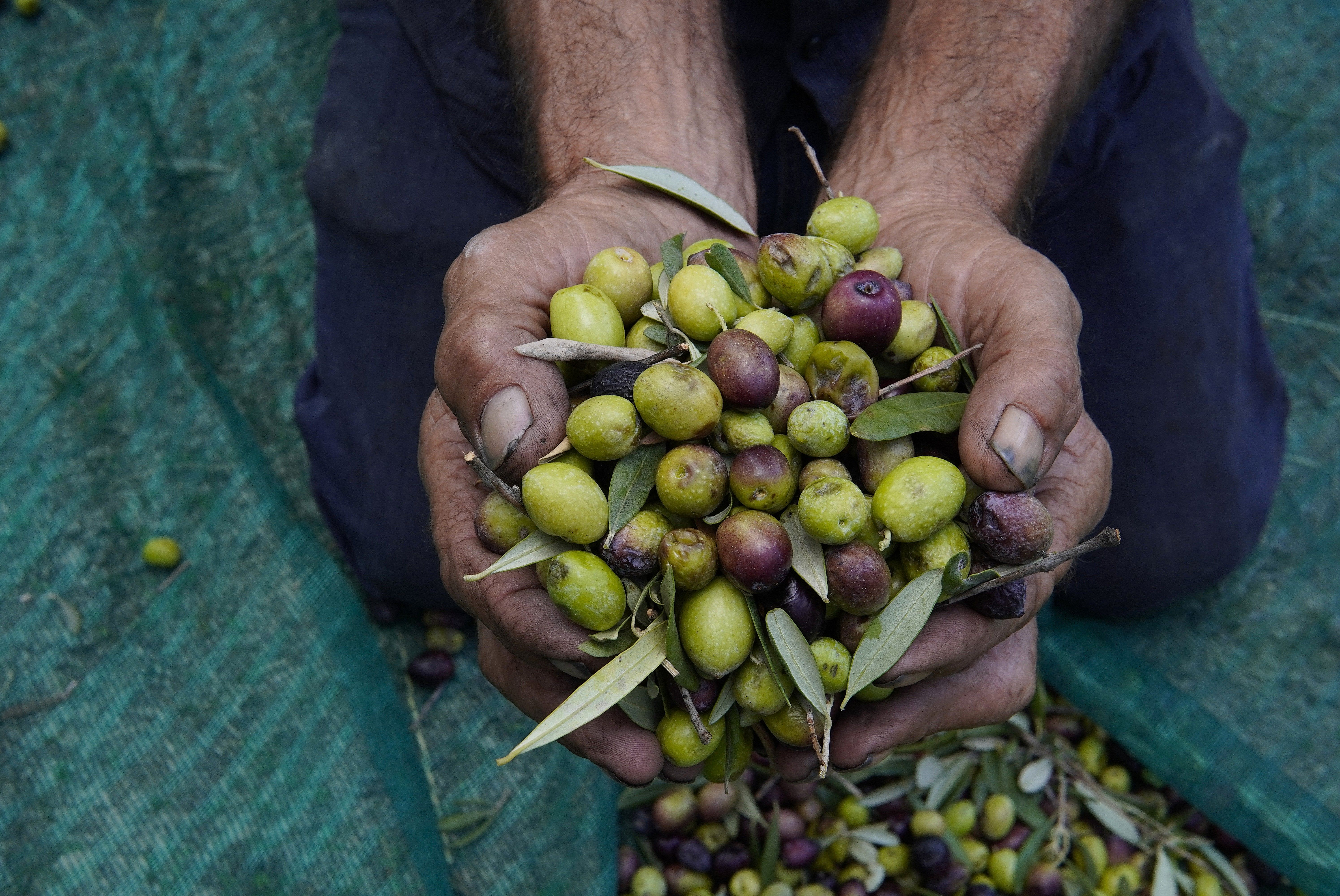olive oil antioxidants