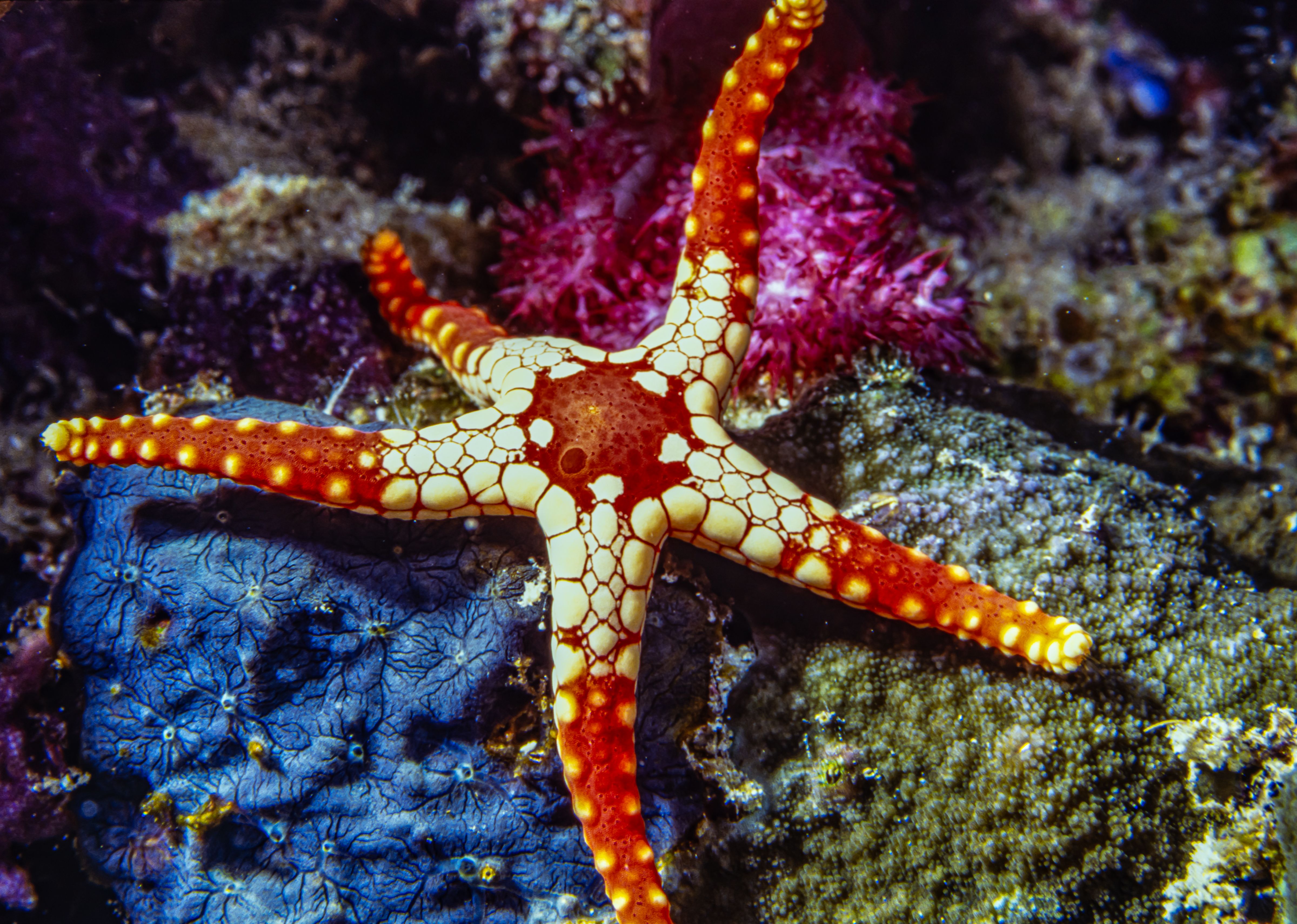common name necklace starfish or tiled starfish, Micronesia diving
