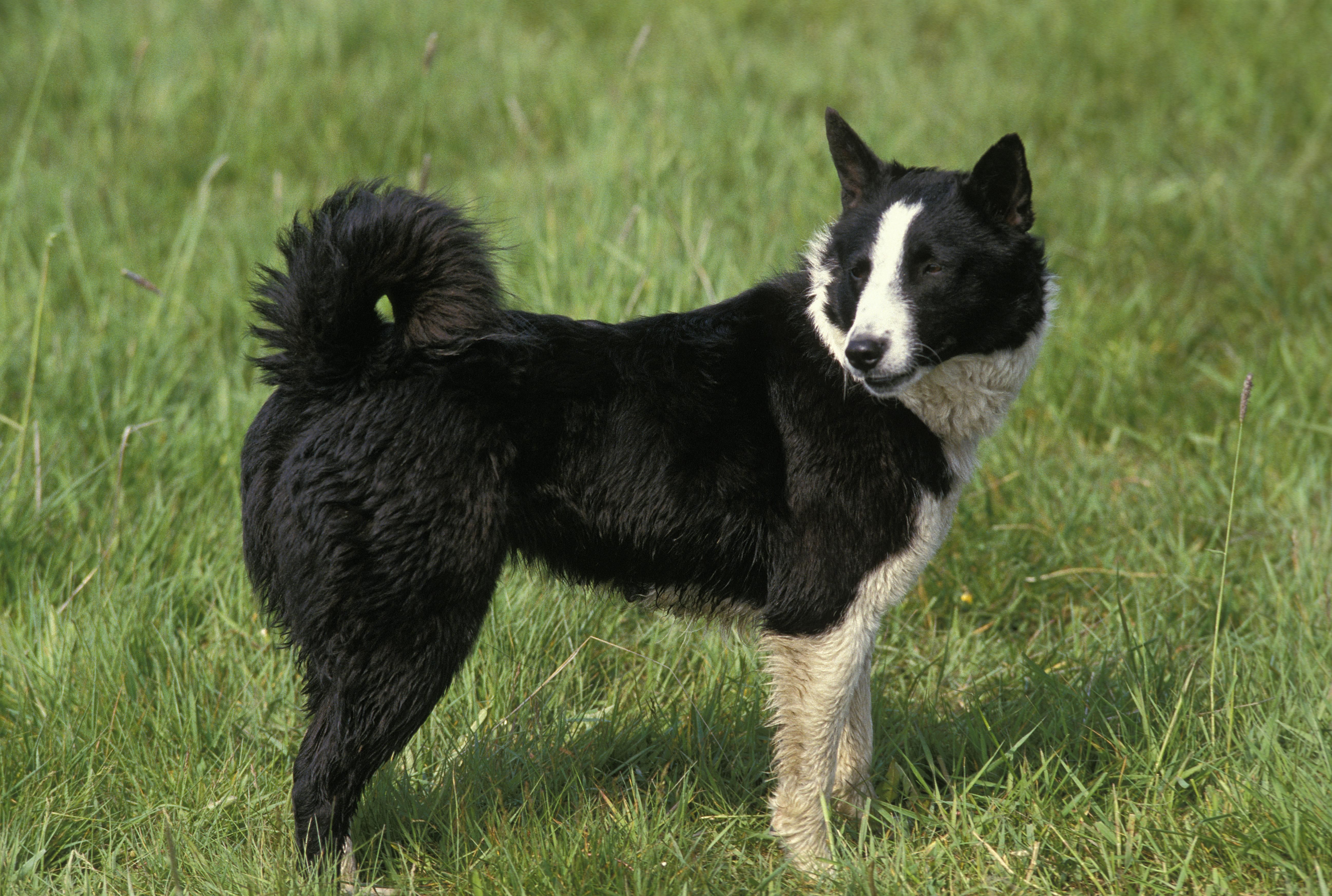 karelian bear dog