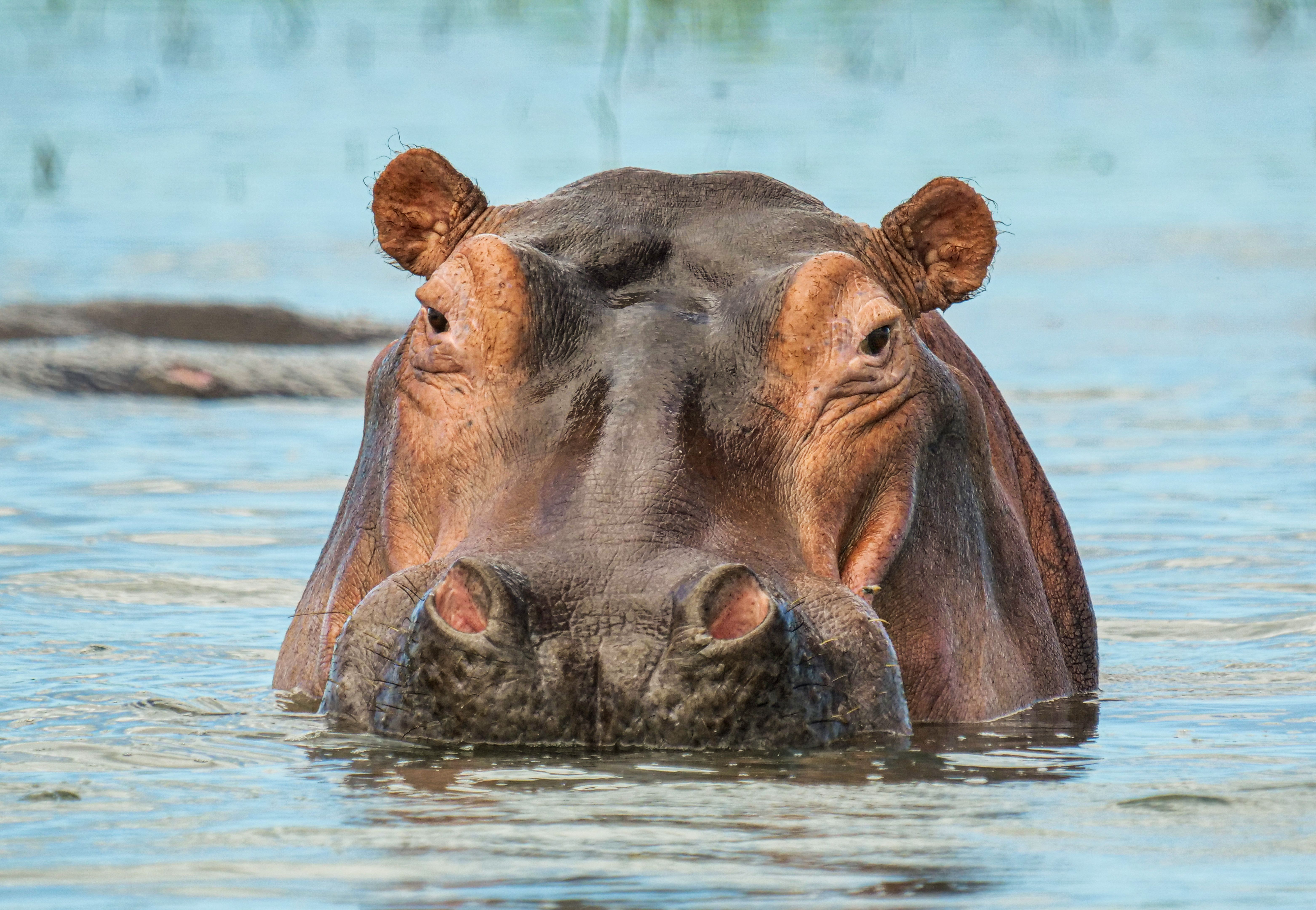 Hippo in the Shire River in Malawi
