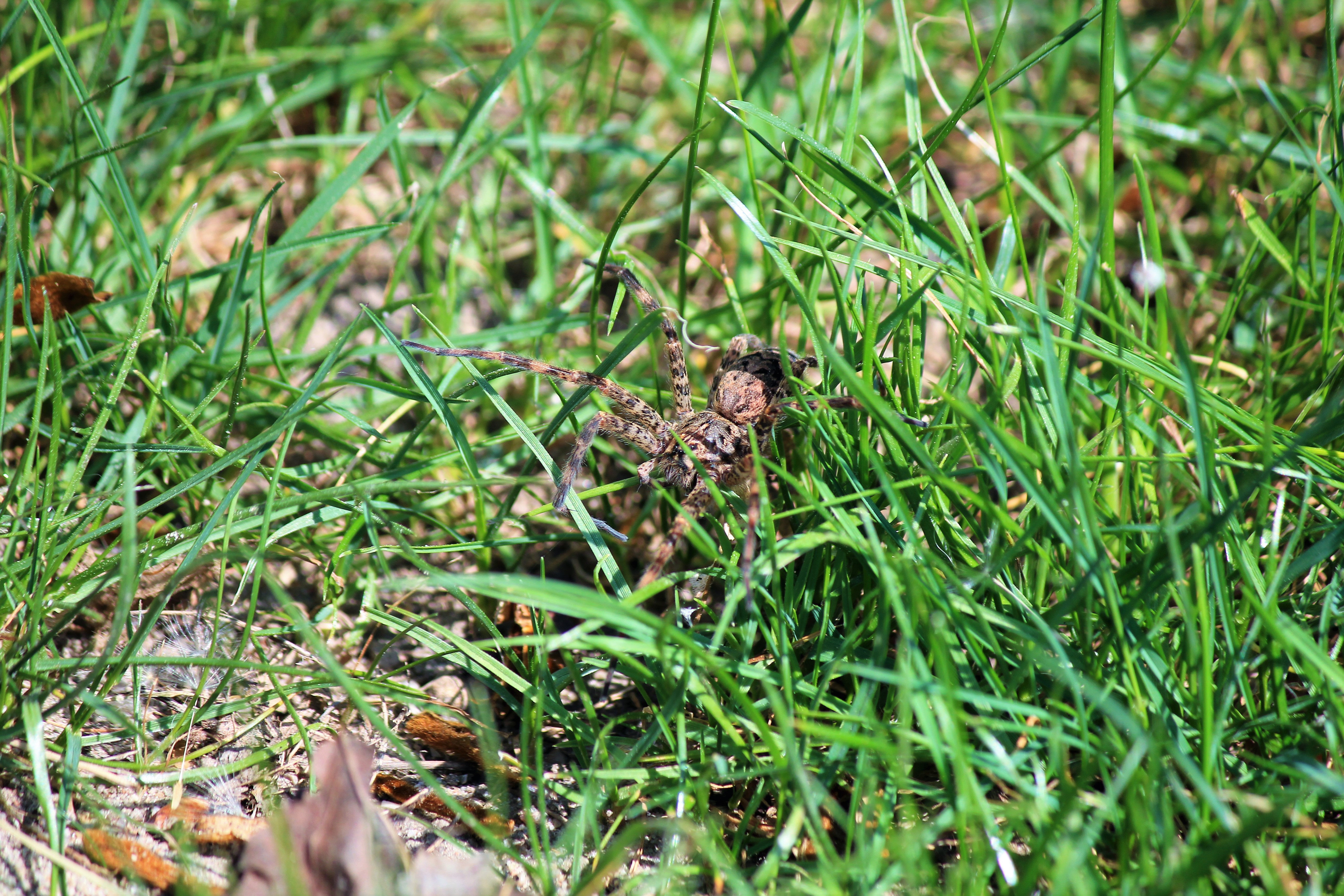 Wolf Spider camouflaged Wolf Spider camouflaged