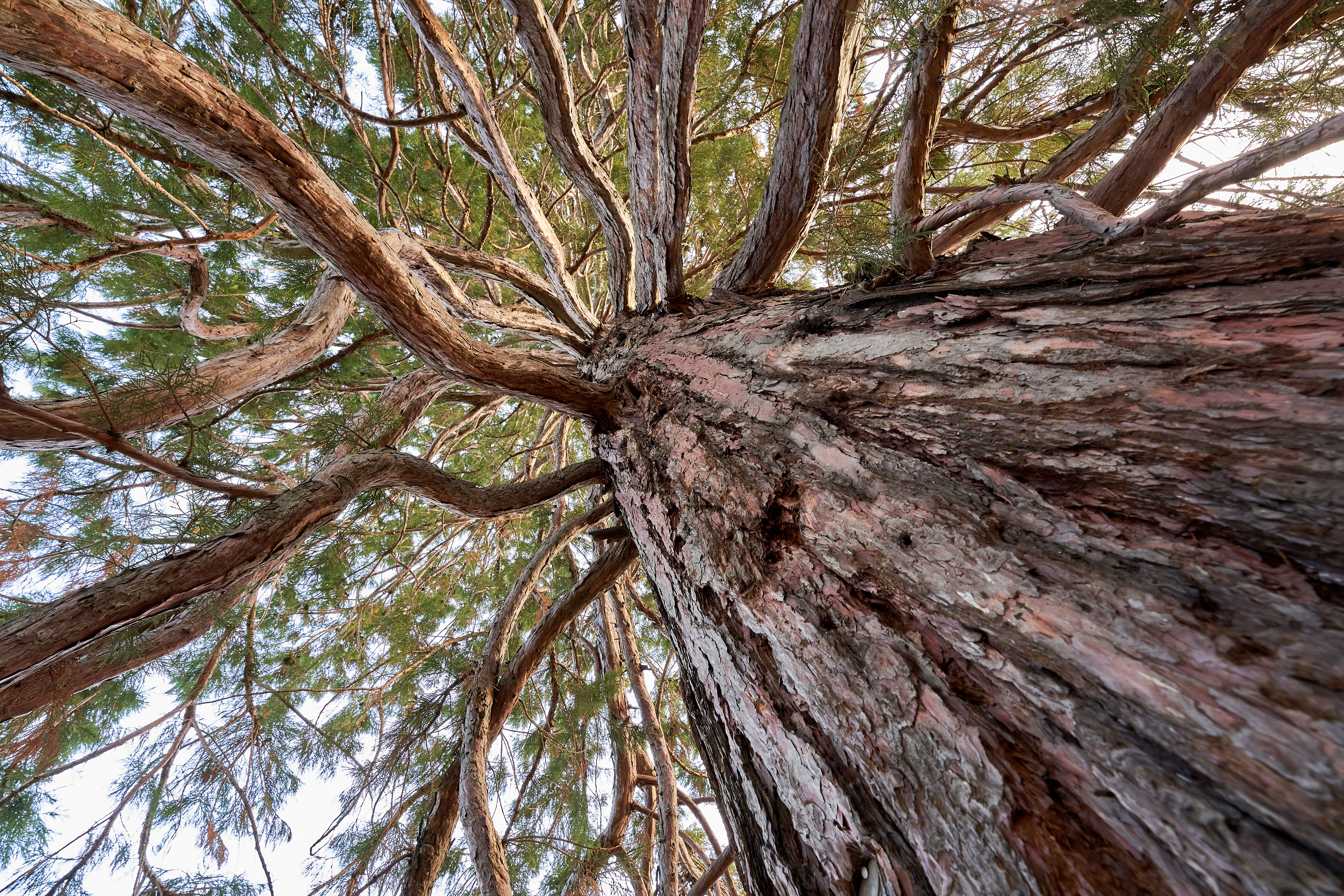 Sequoia (mammutbaum, sequoiadendron giganteum) with brown bark and green needles. Plant diagonally from below. Up view.