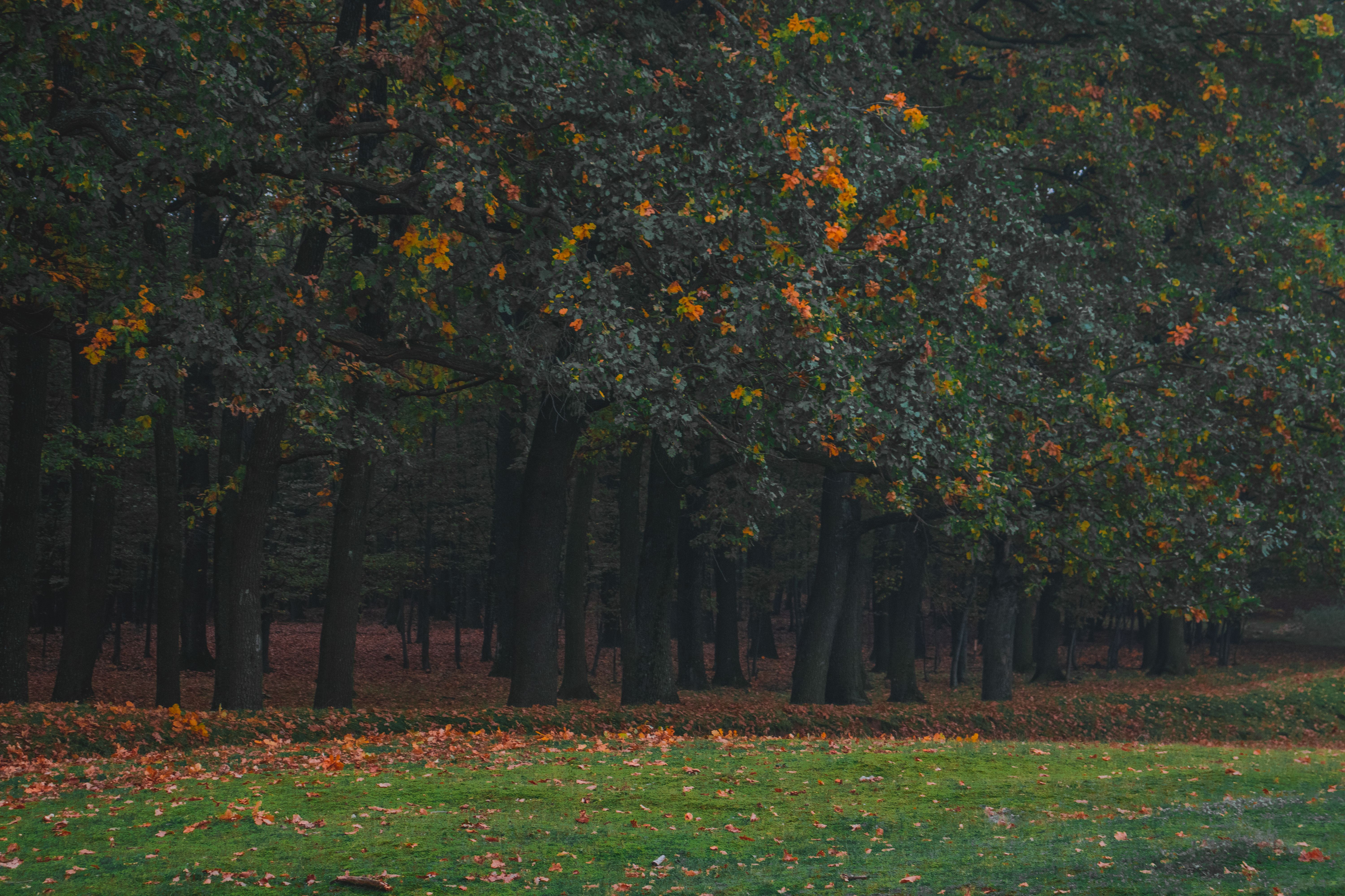 eden gardens state park