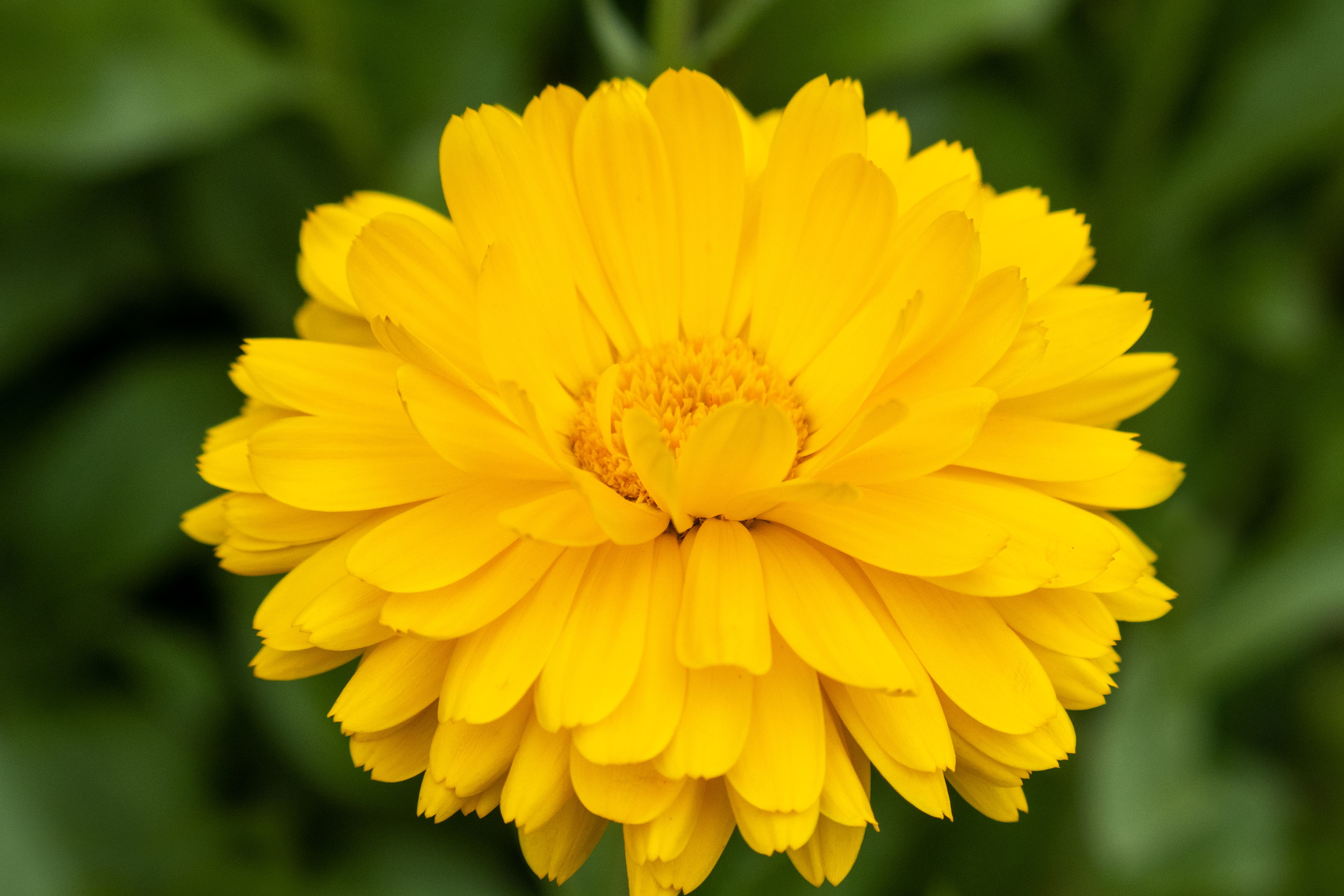 Calendula officinalis, marigold