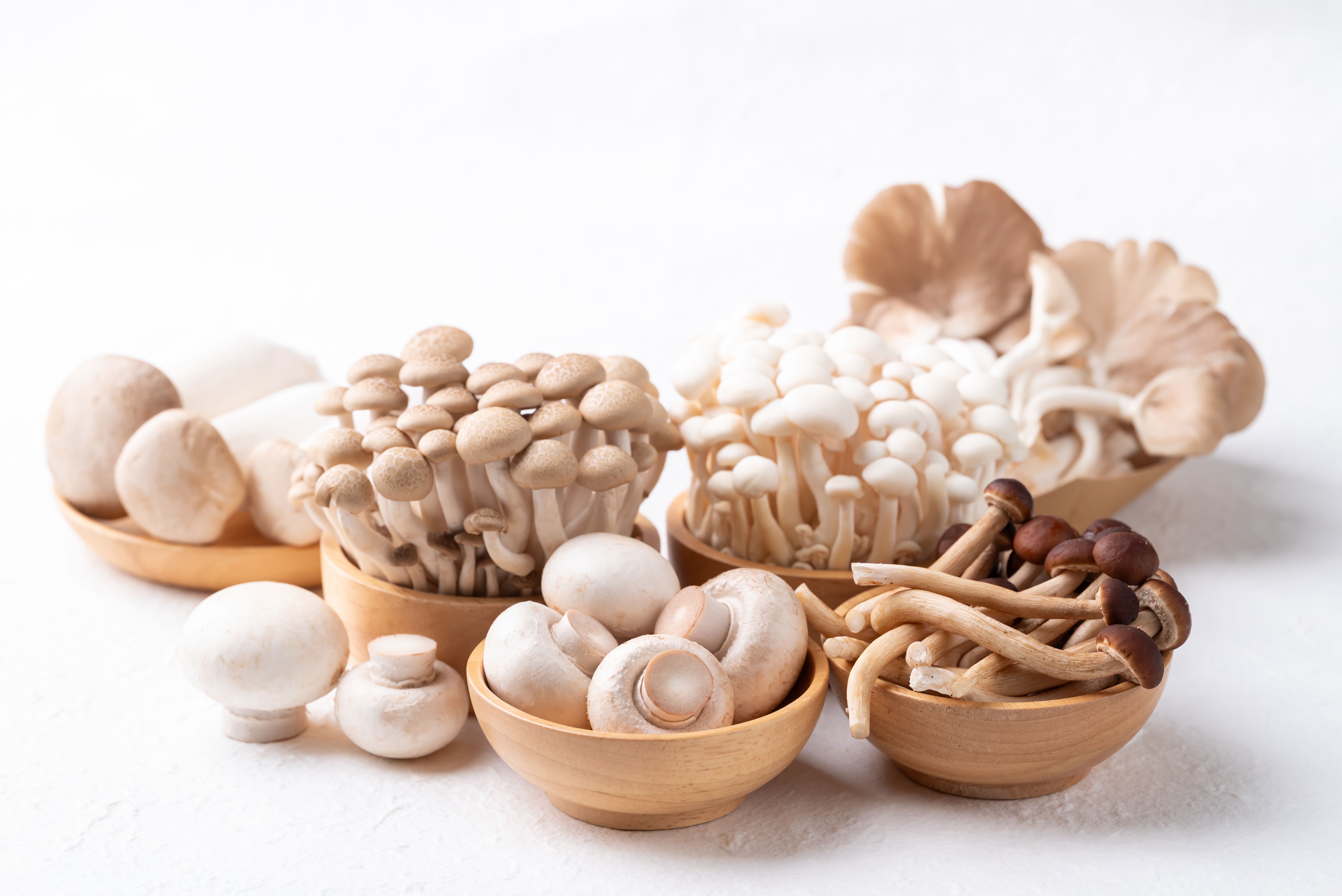 mushroom supplements