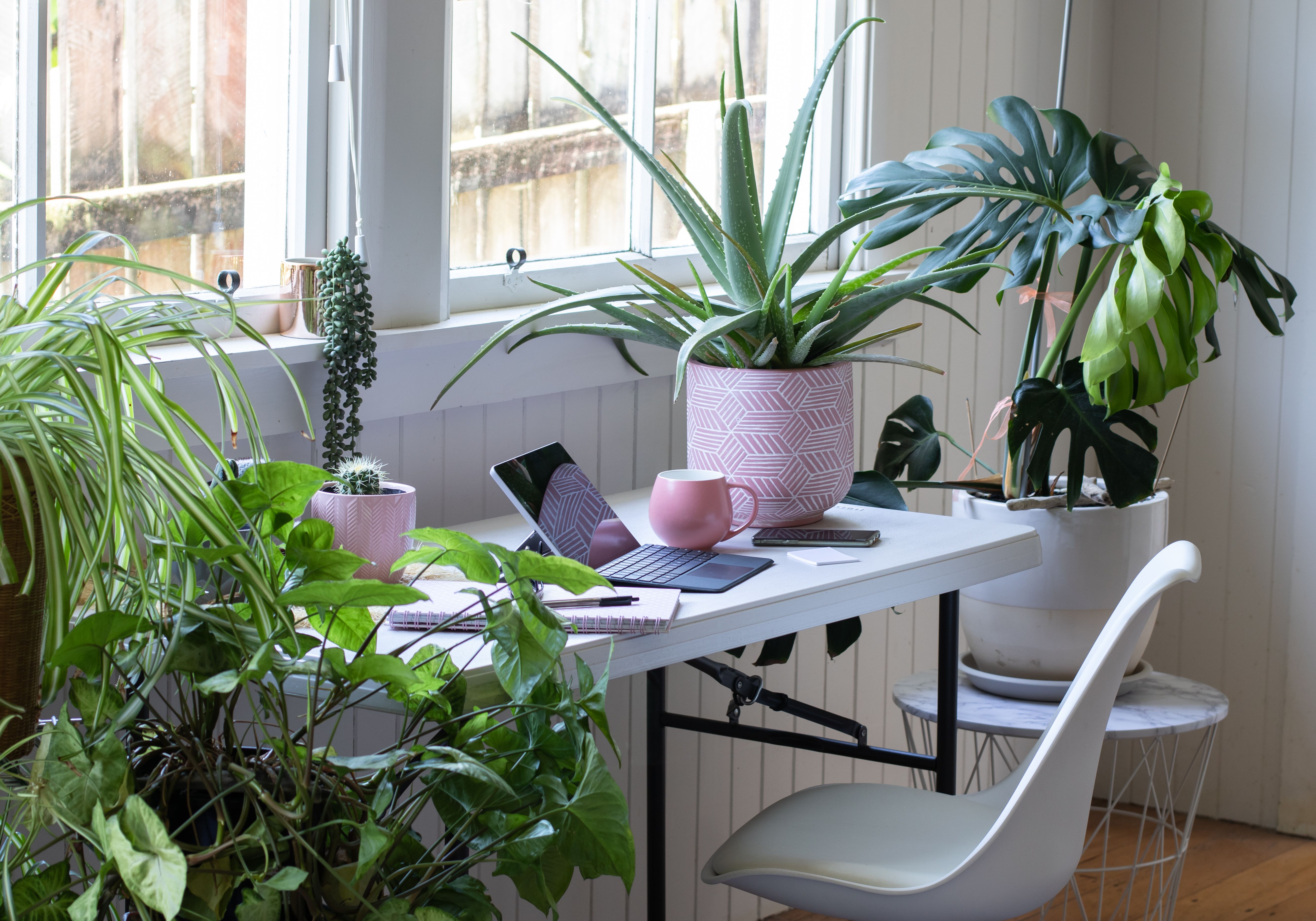 indoor plants desk