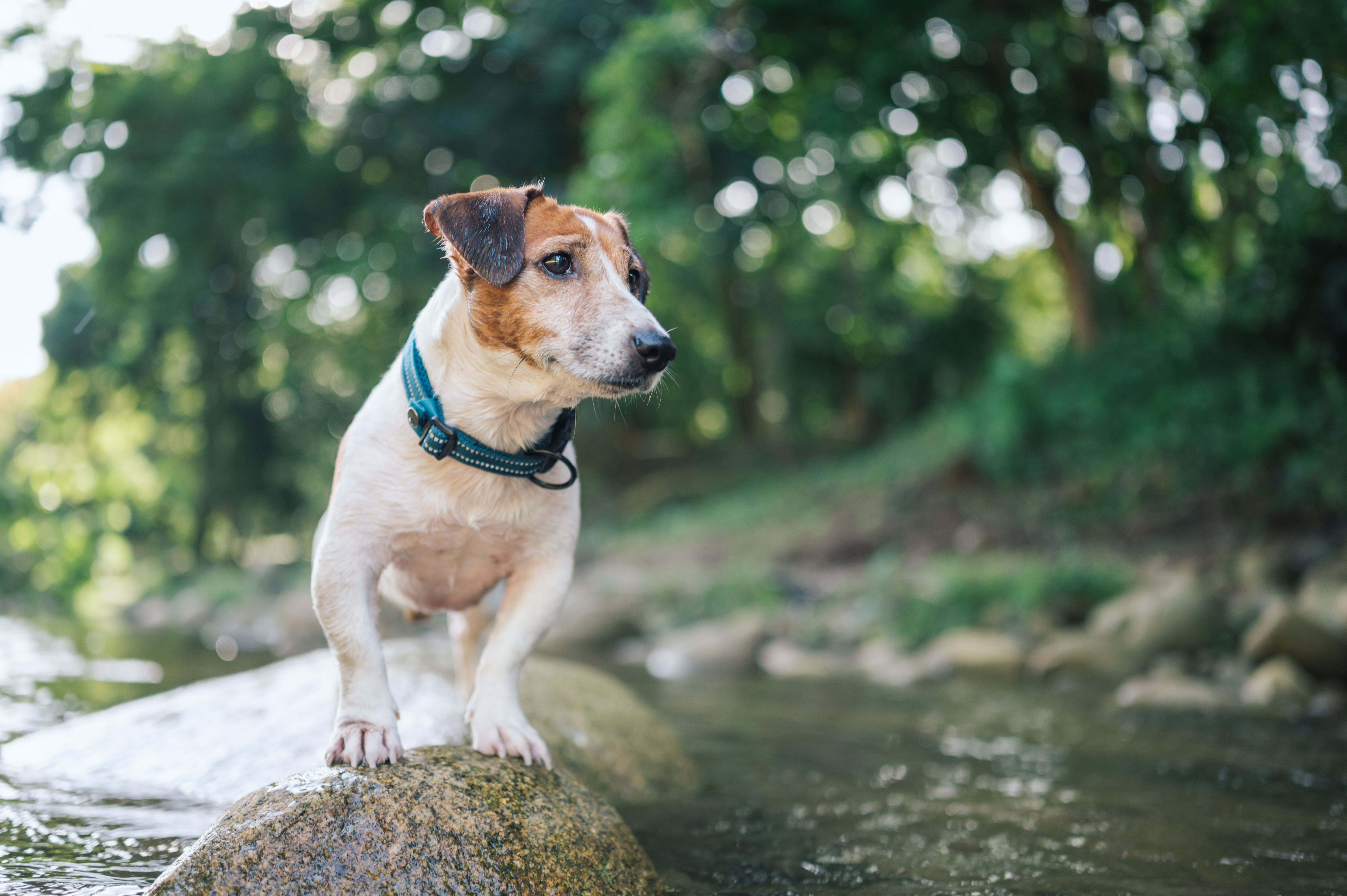 Adventure time of little cute dog