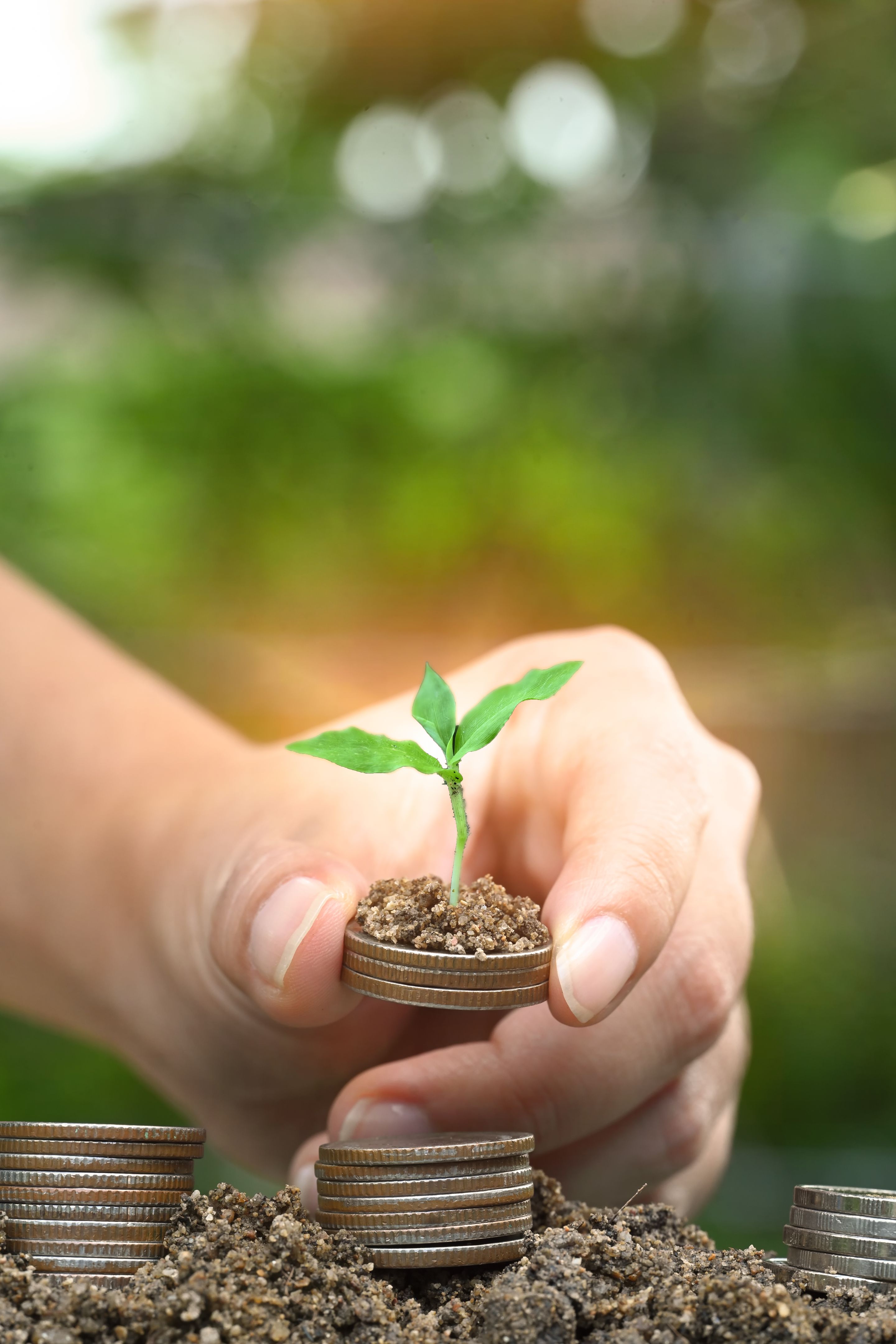 Nurturing investment, financial growth, and sustainability concept