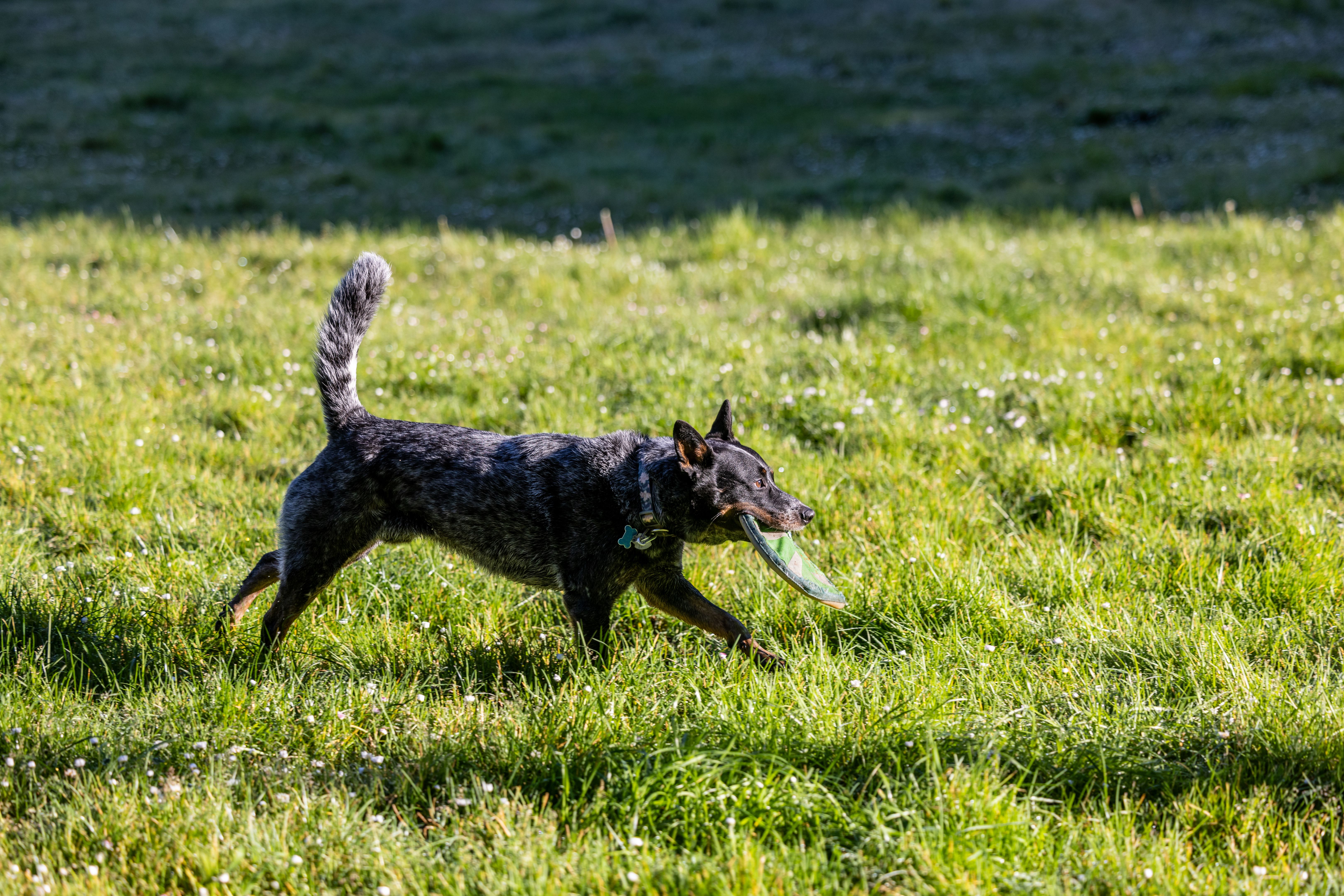 blue heeler playing