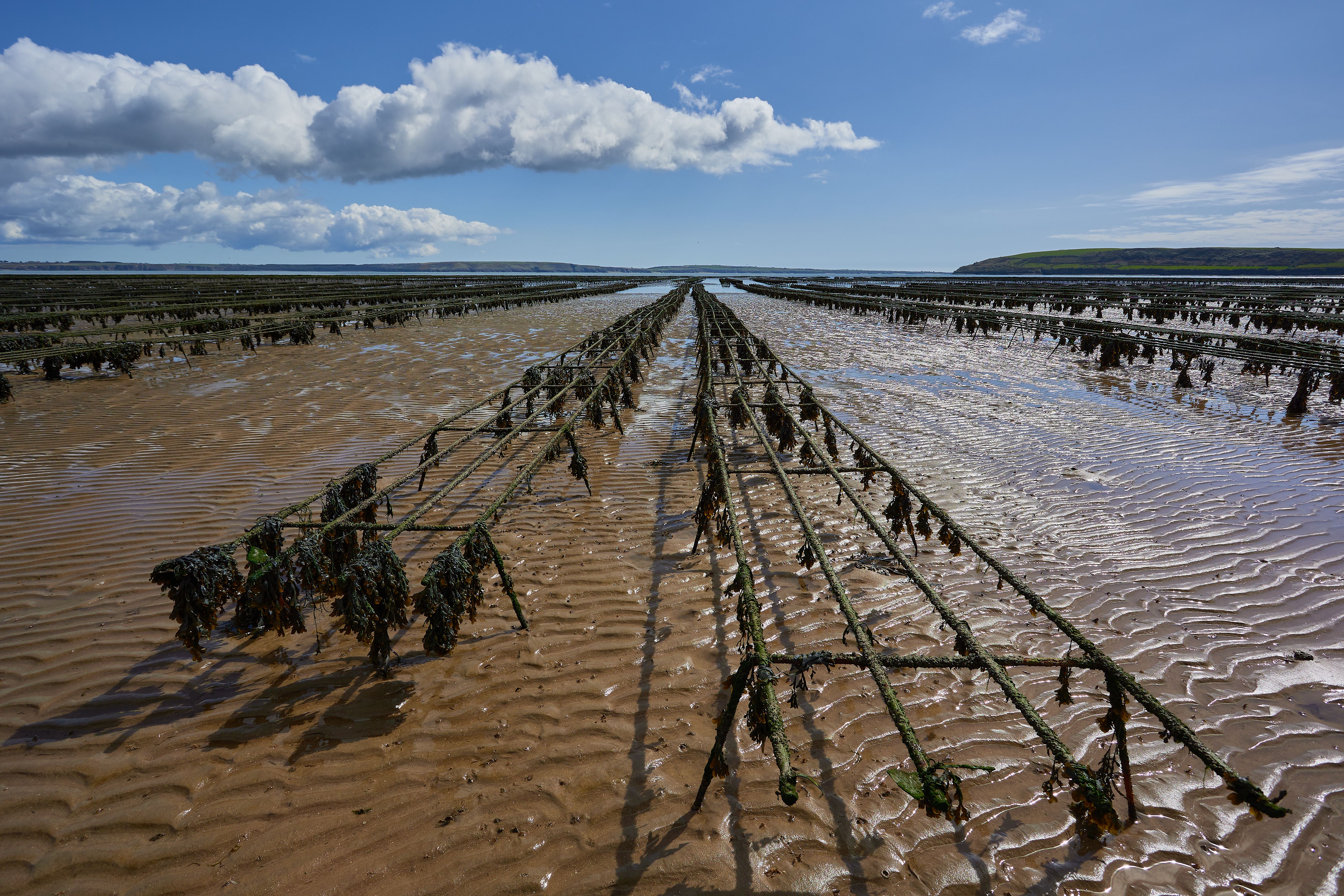 metal structure for oyster beds. aquaculture in Waterford Ireland.