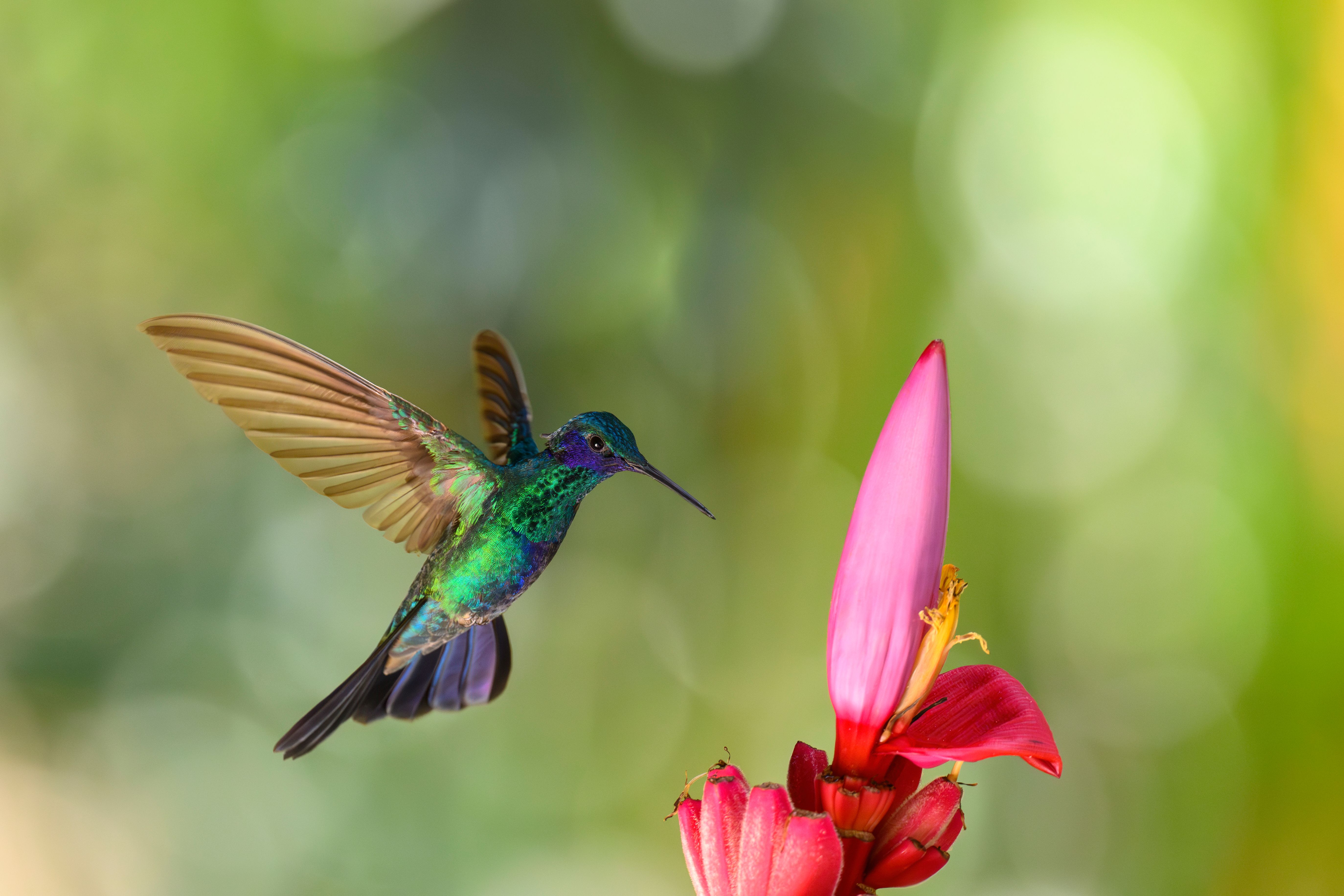 wildlife bird watching