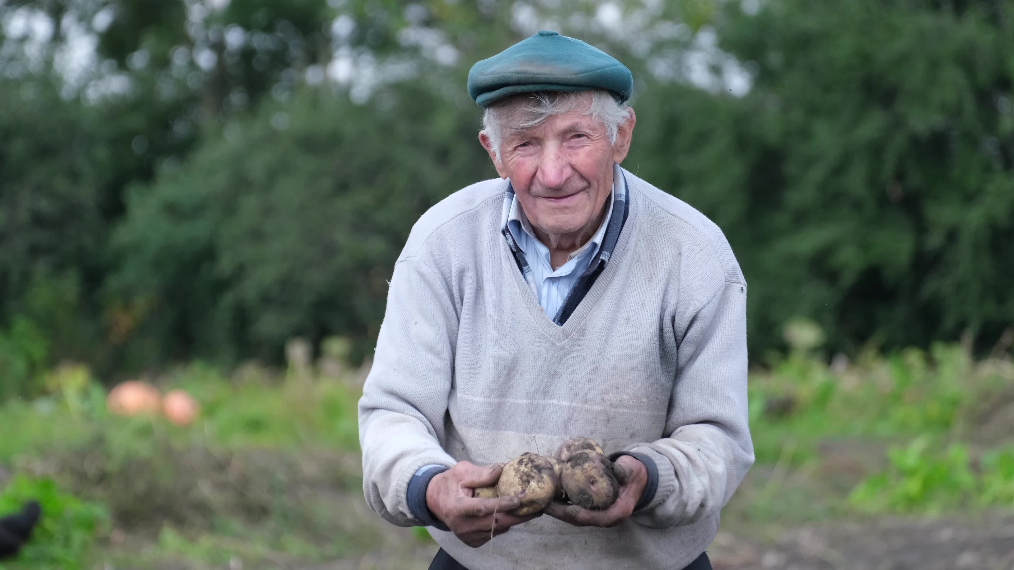 Happy senior farmer showing his organic potatoes. Happy senior farmer showing his organic potatoes.
