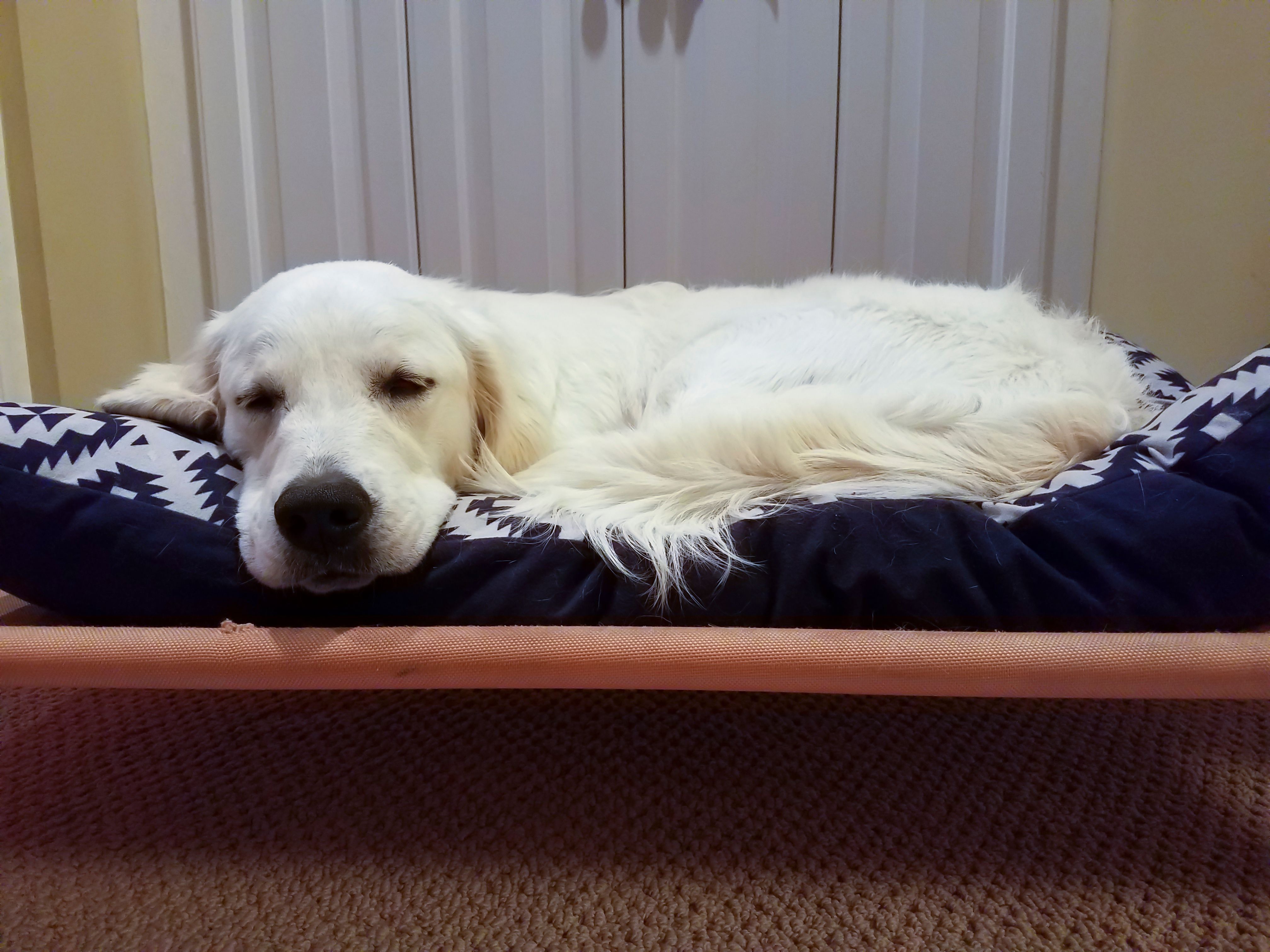 Sleeping English Cream