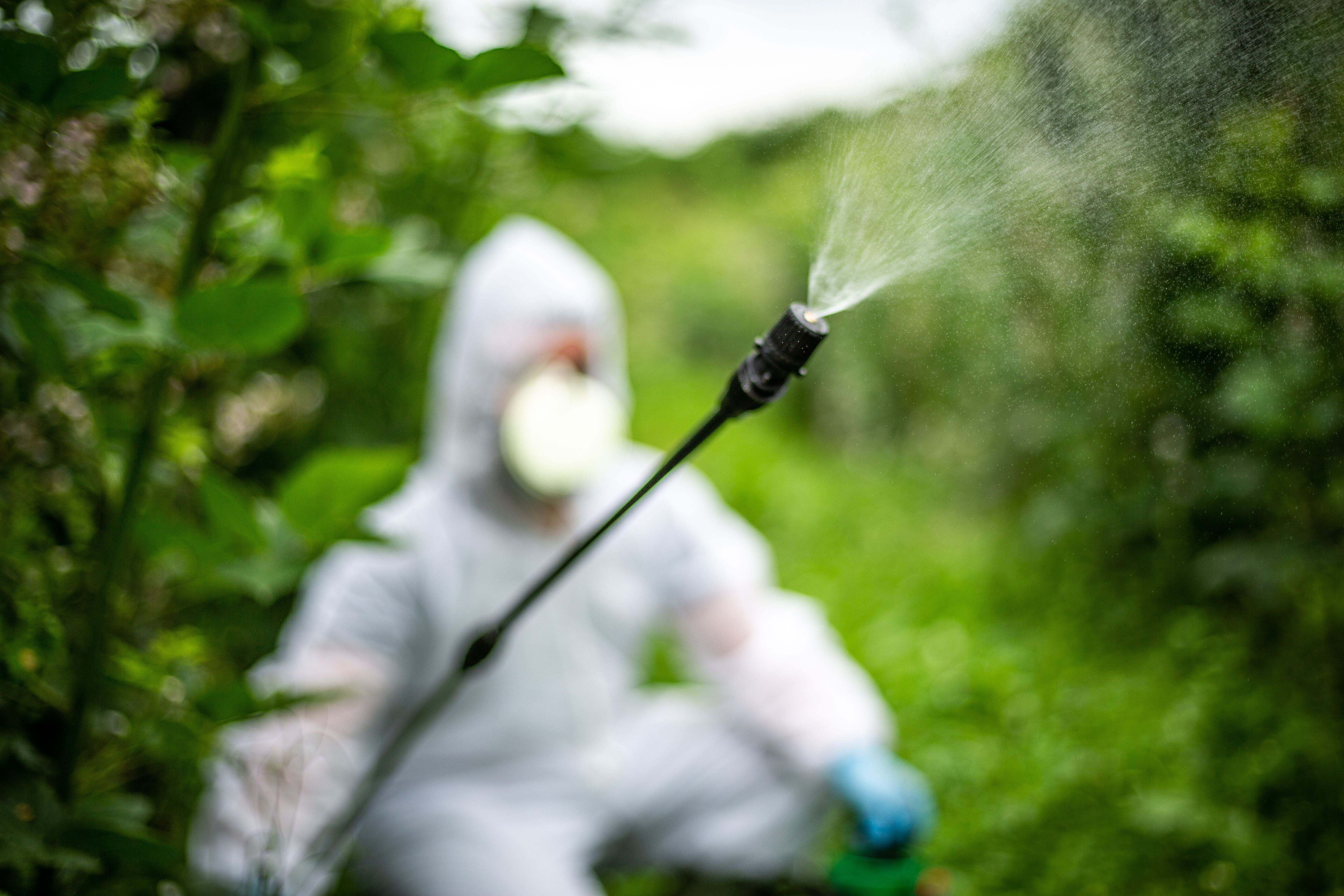 natural pest deterrents