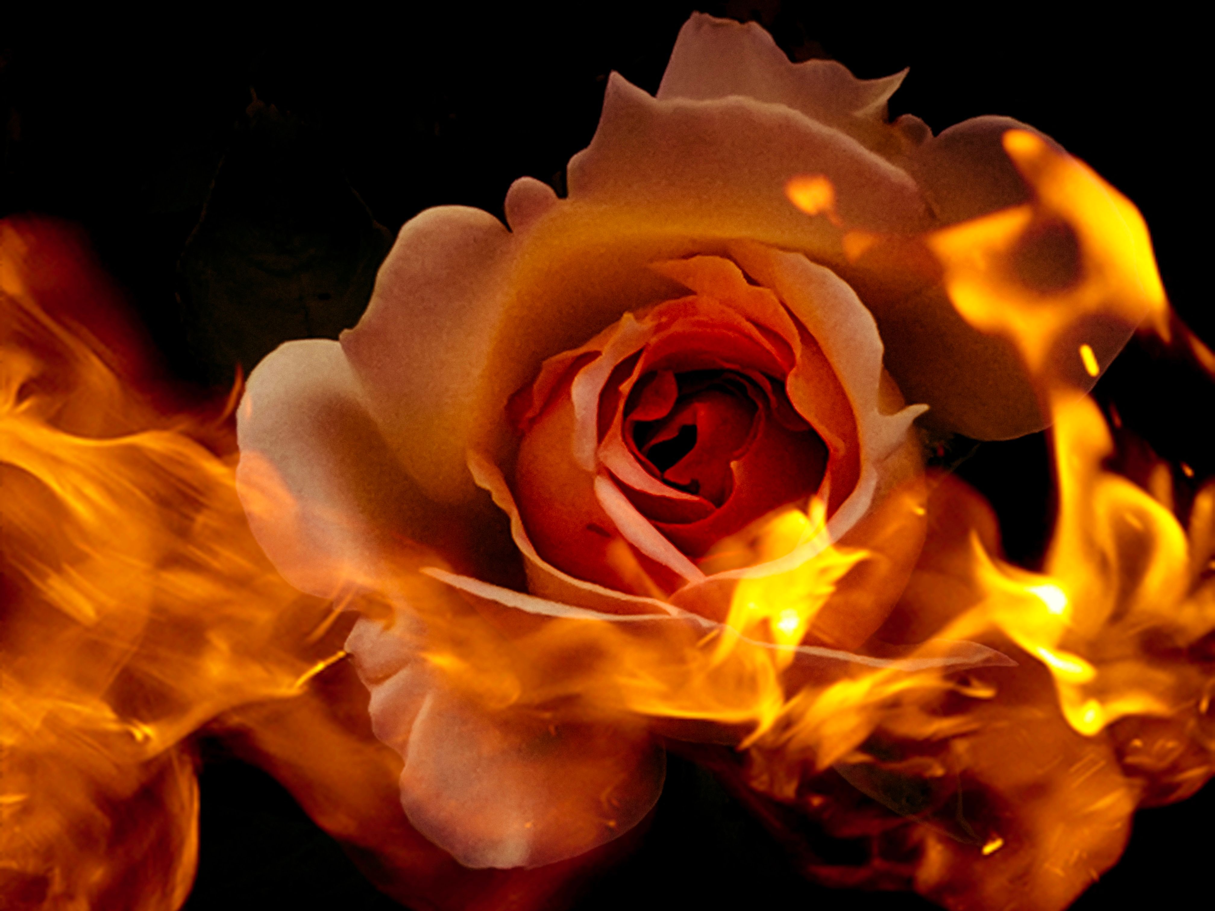 Orange Rose With Golden Fire Flames on a Black Background