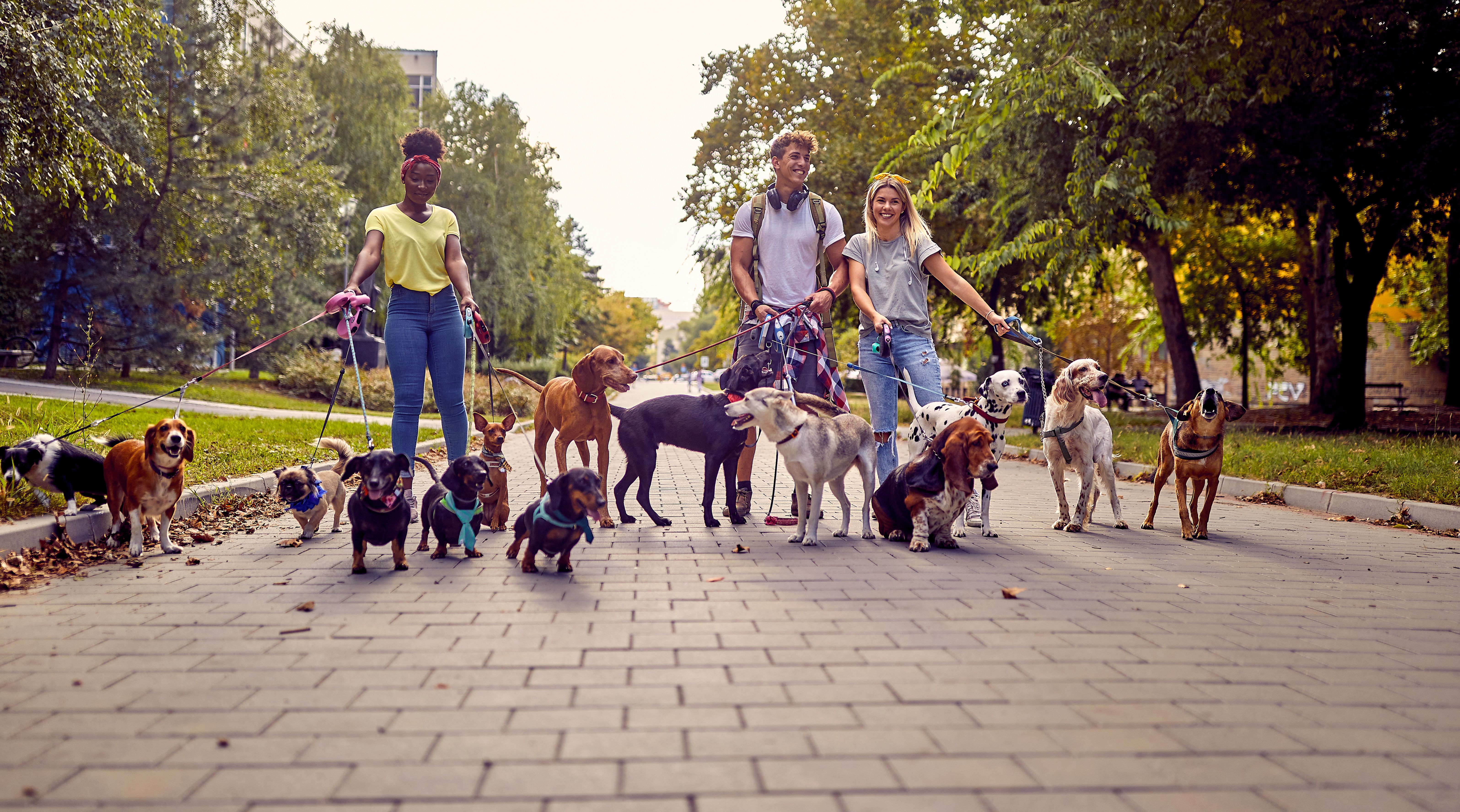 A bunch of dogs on the leash on the walk in the park led by group of young dog walkers. Pets, walkers, service A bunch of dogs on the leash on the walk in the park led by group of young dog walkers. Pets, walkers, service