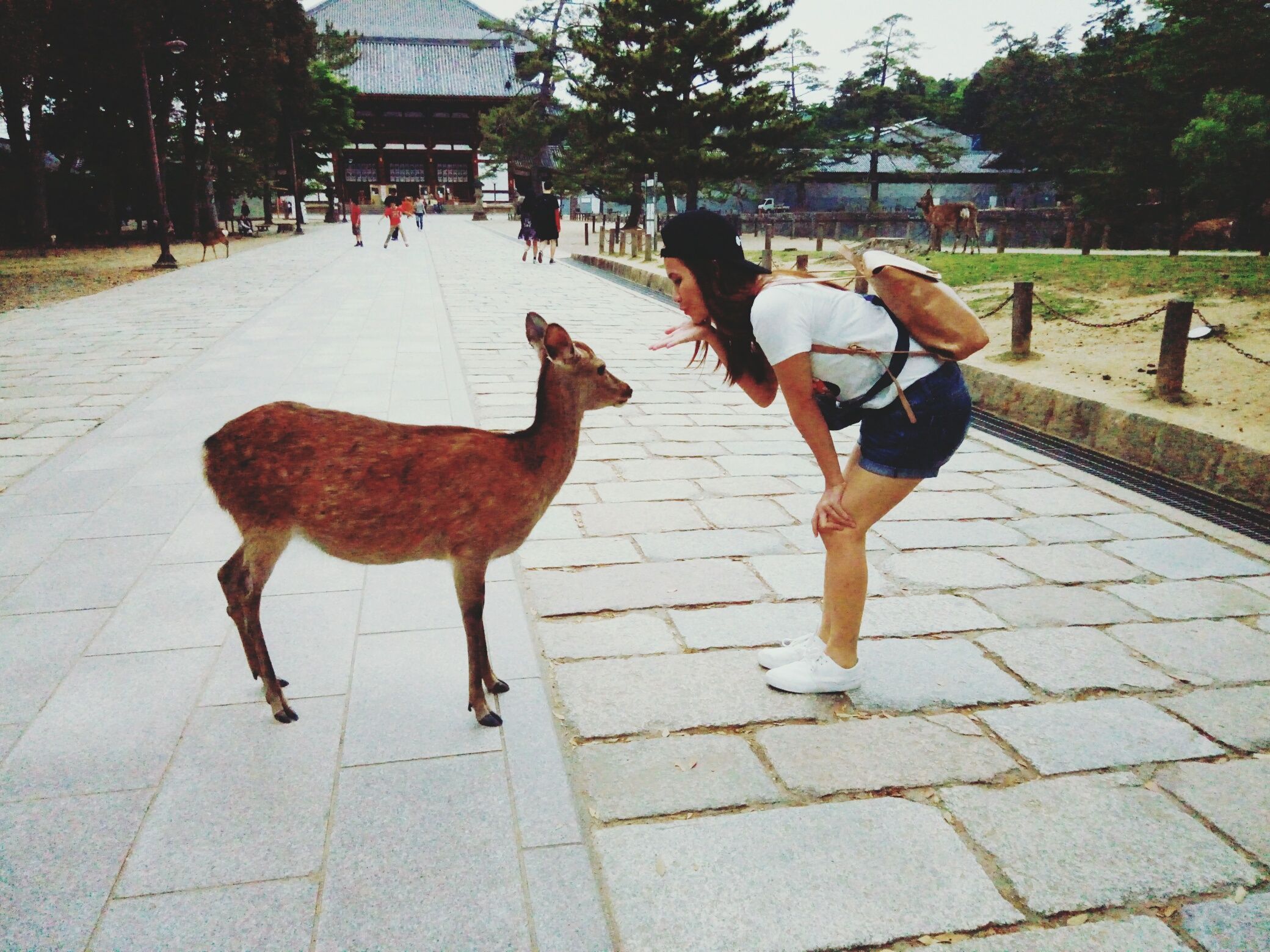 Side View Of Young Woman Blowing Kiss At Sika Deer At Nara Park