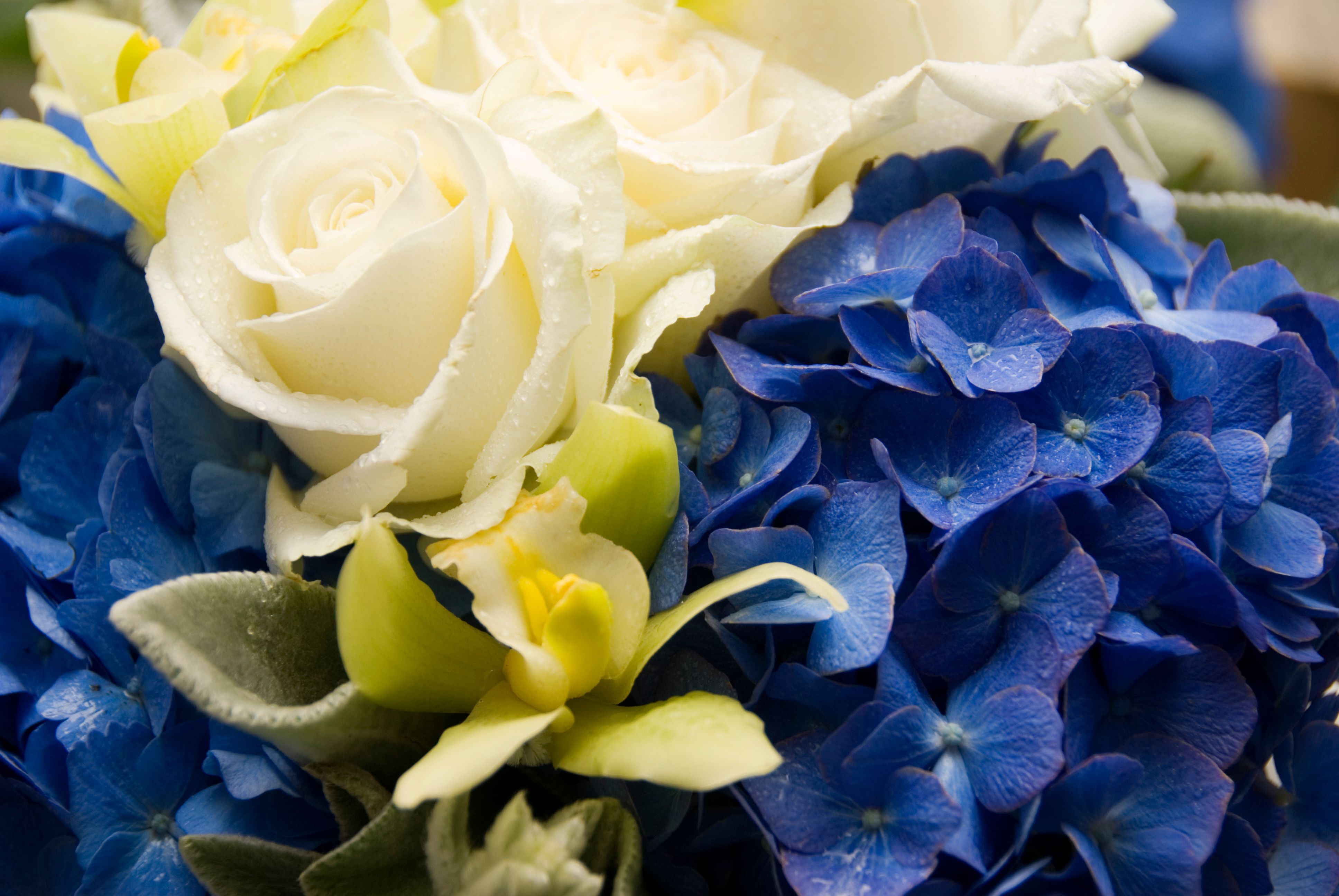 hydrangeas bouquet wedding