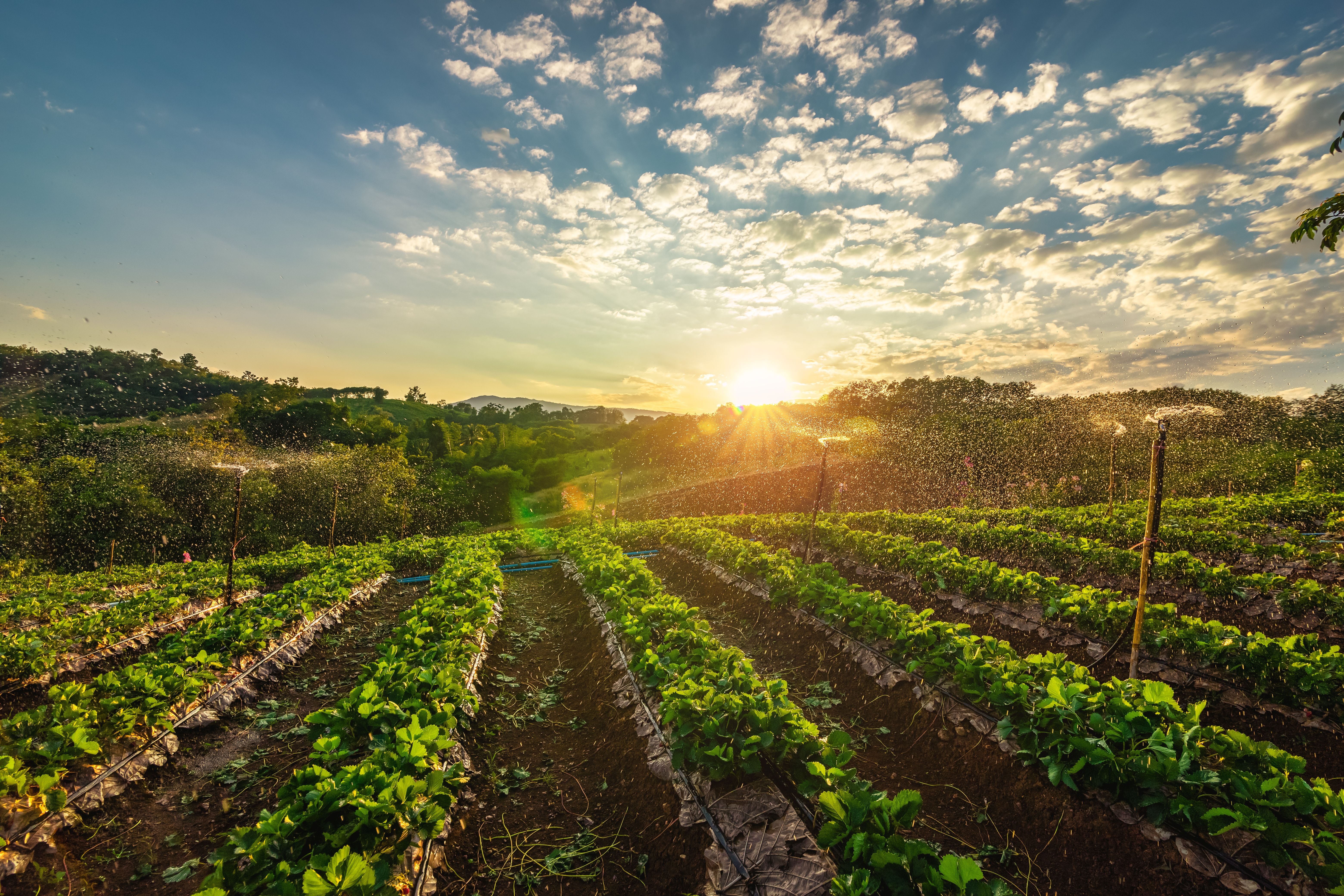 berry farm sunset
