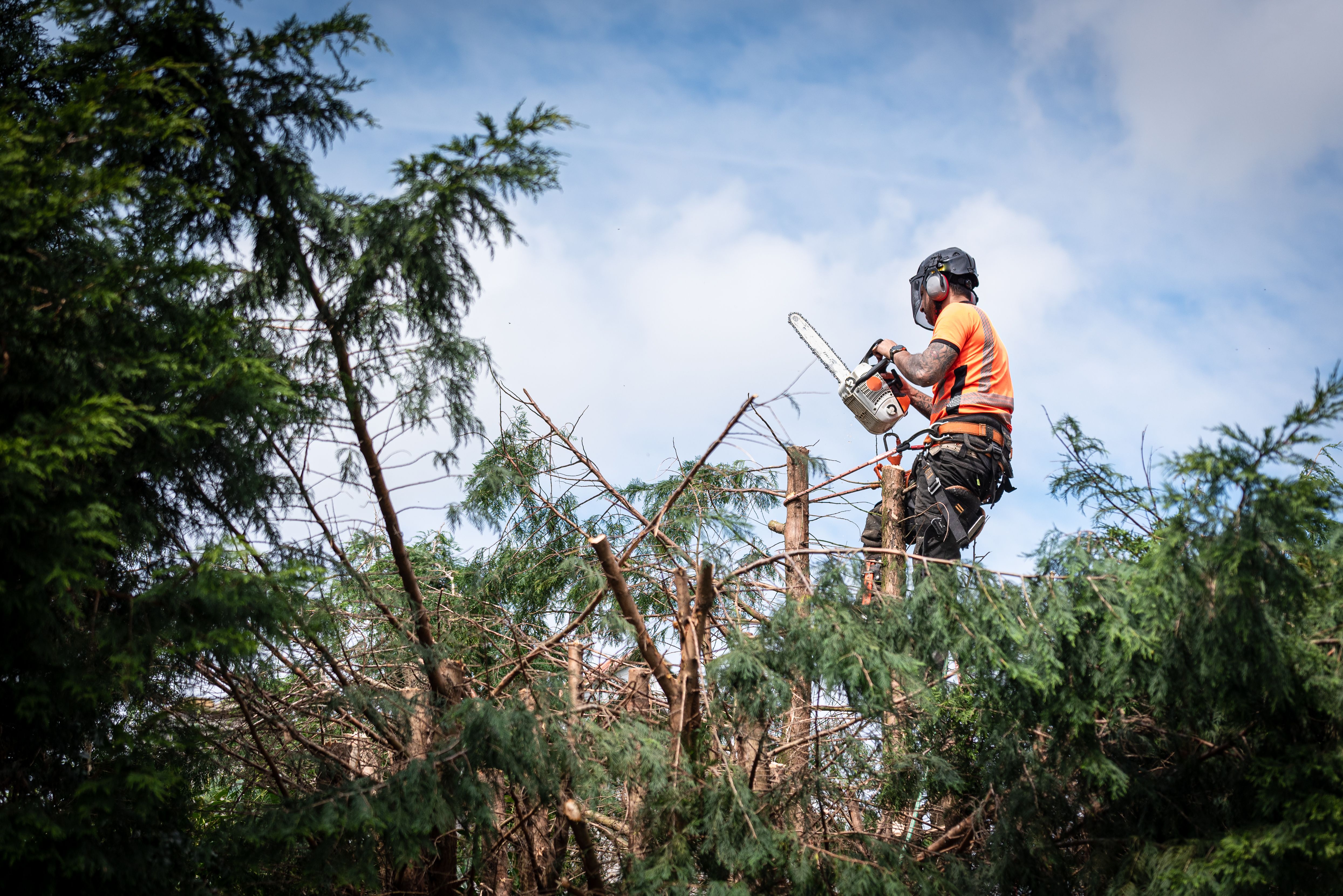 arborist working