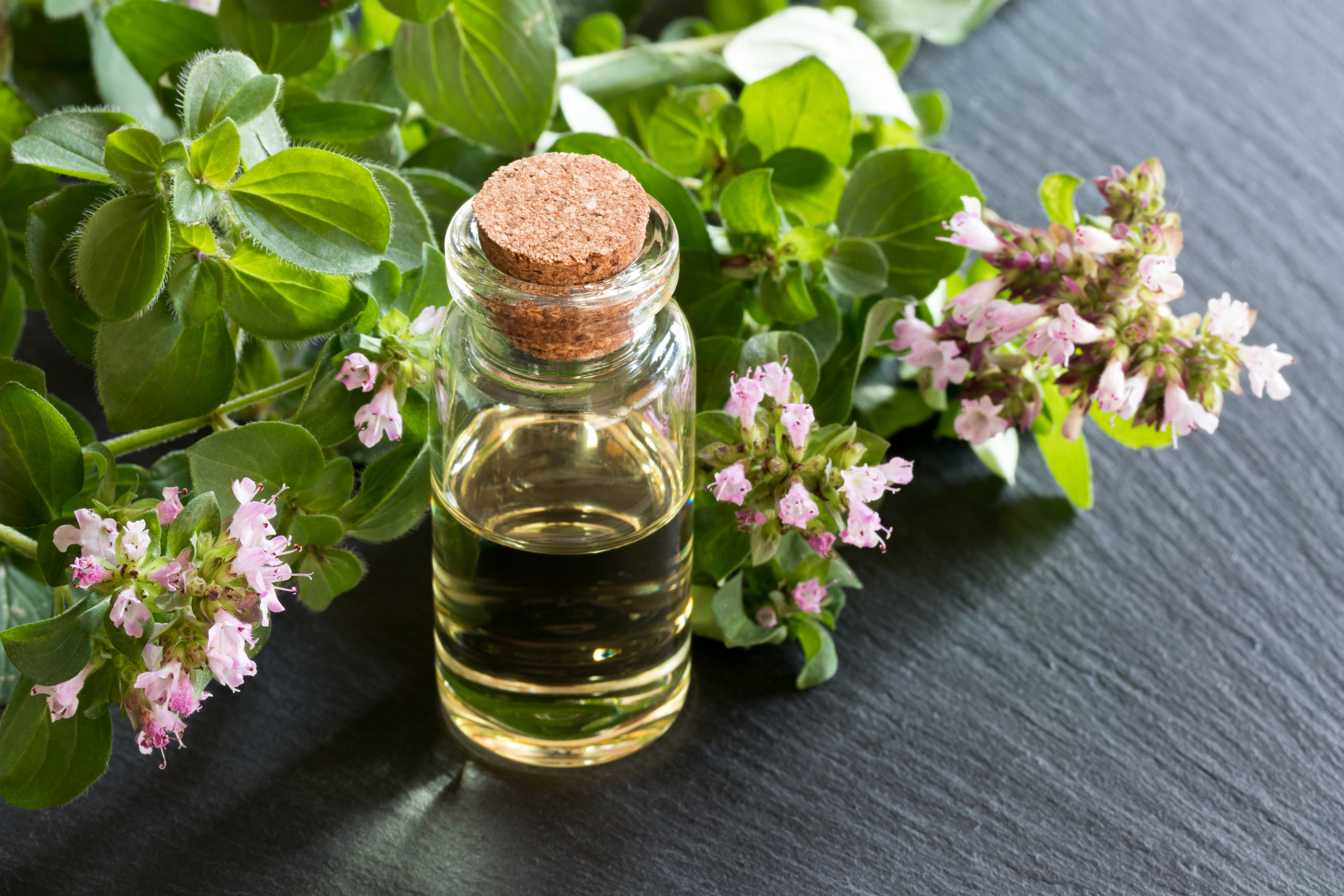 A bottle of oregano essential oil A bottle of oregano essential oil