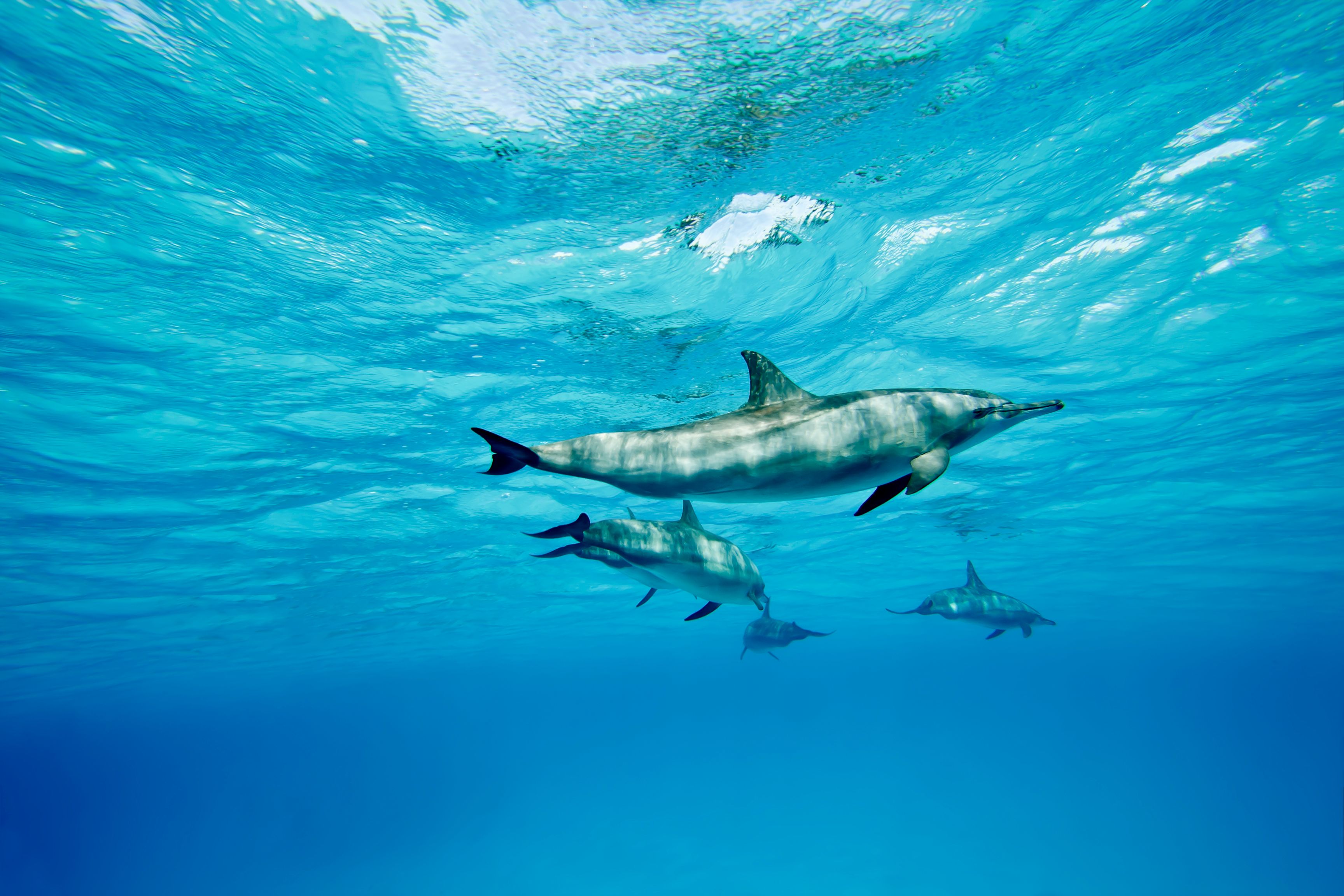 red sea dolphins
