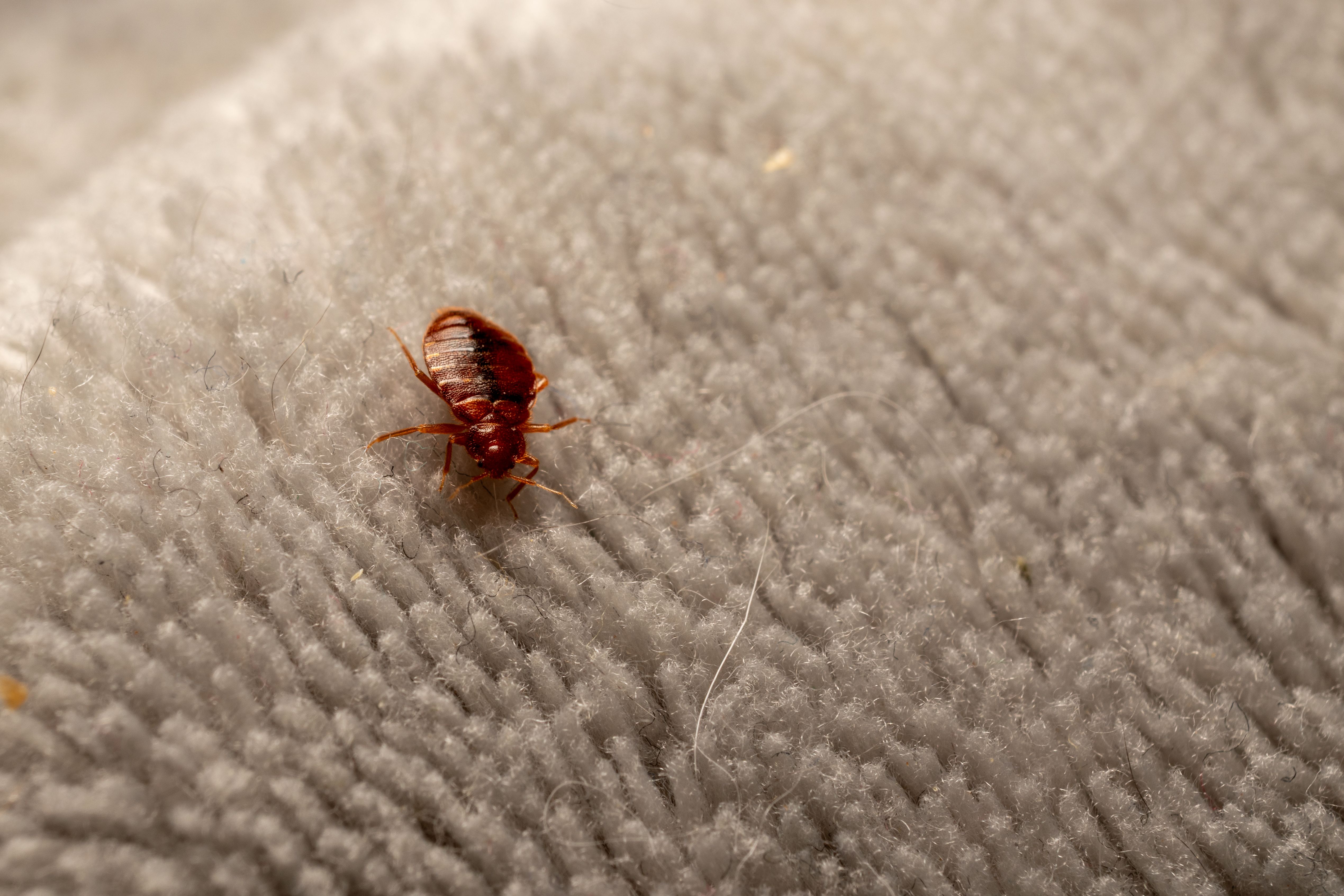 bed bug removal