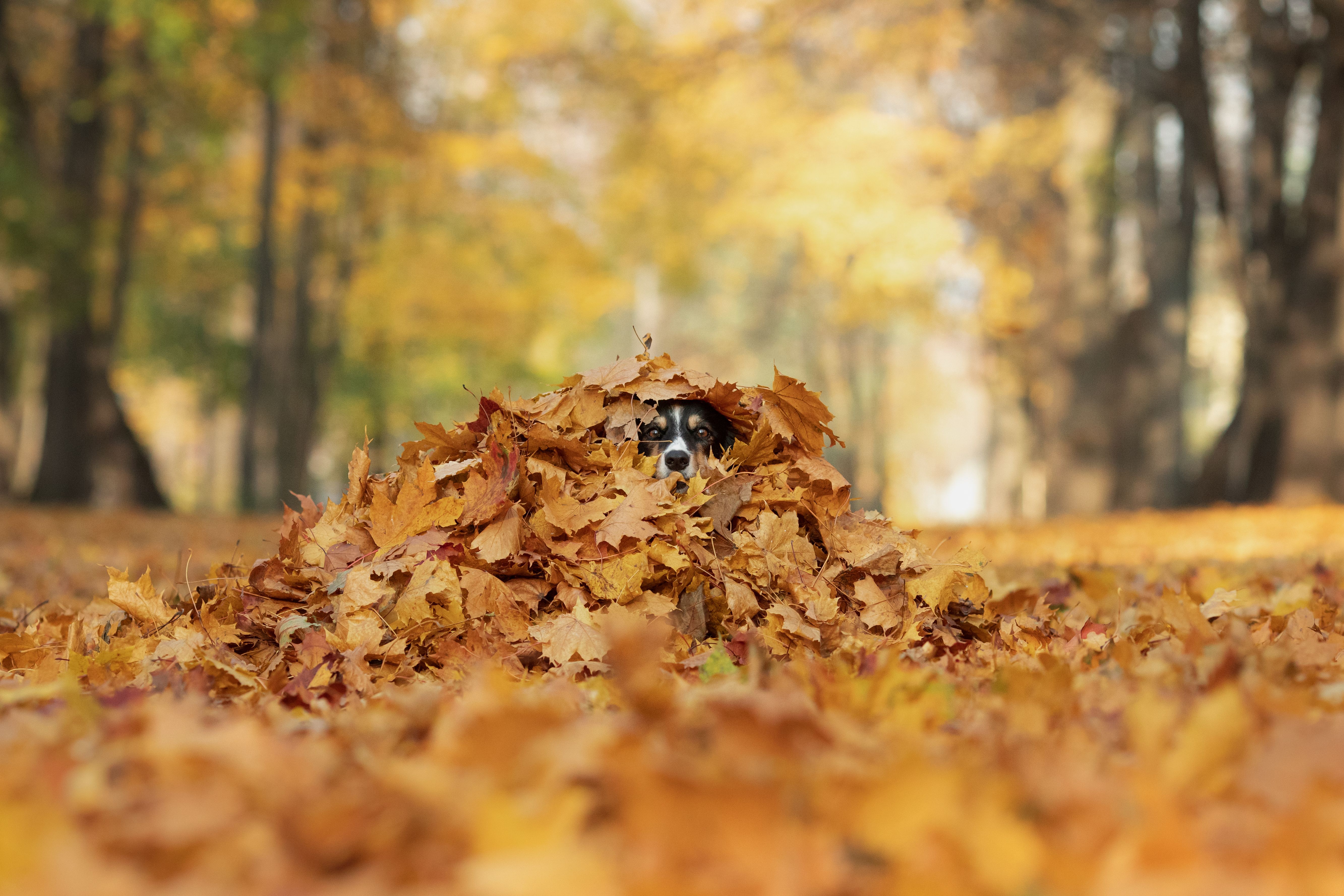 dog autumn