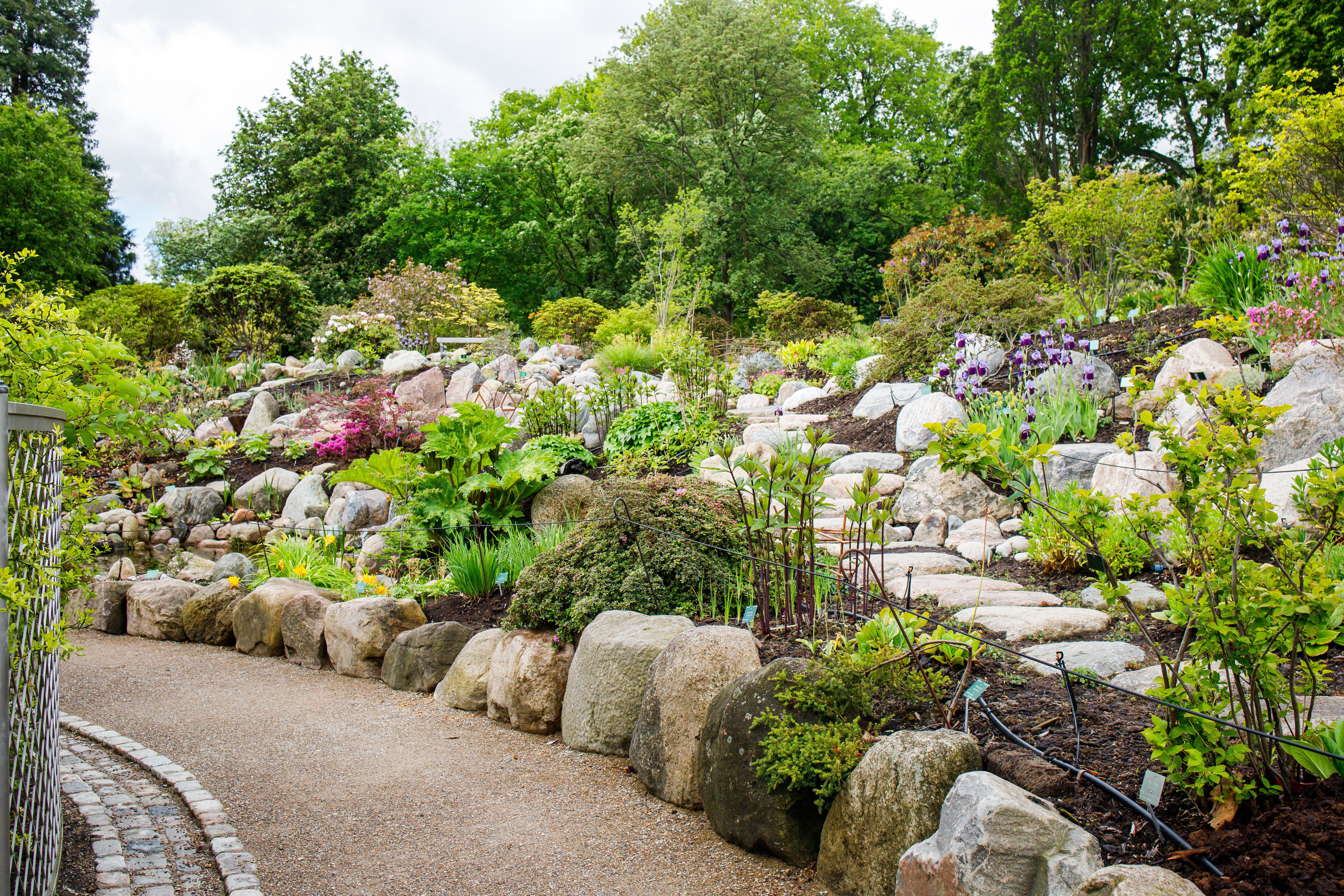 Clean and groomed territory of Copenhagen Botanical gardens in may. Different plants and trees compositions growing under open sky.