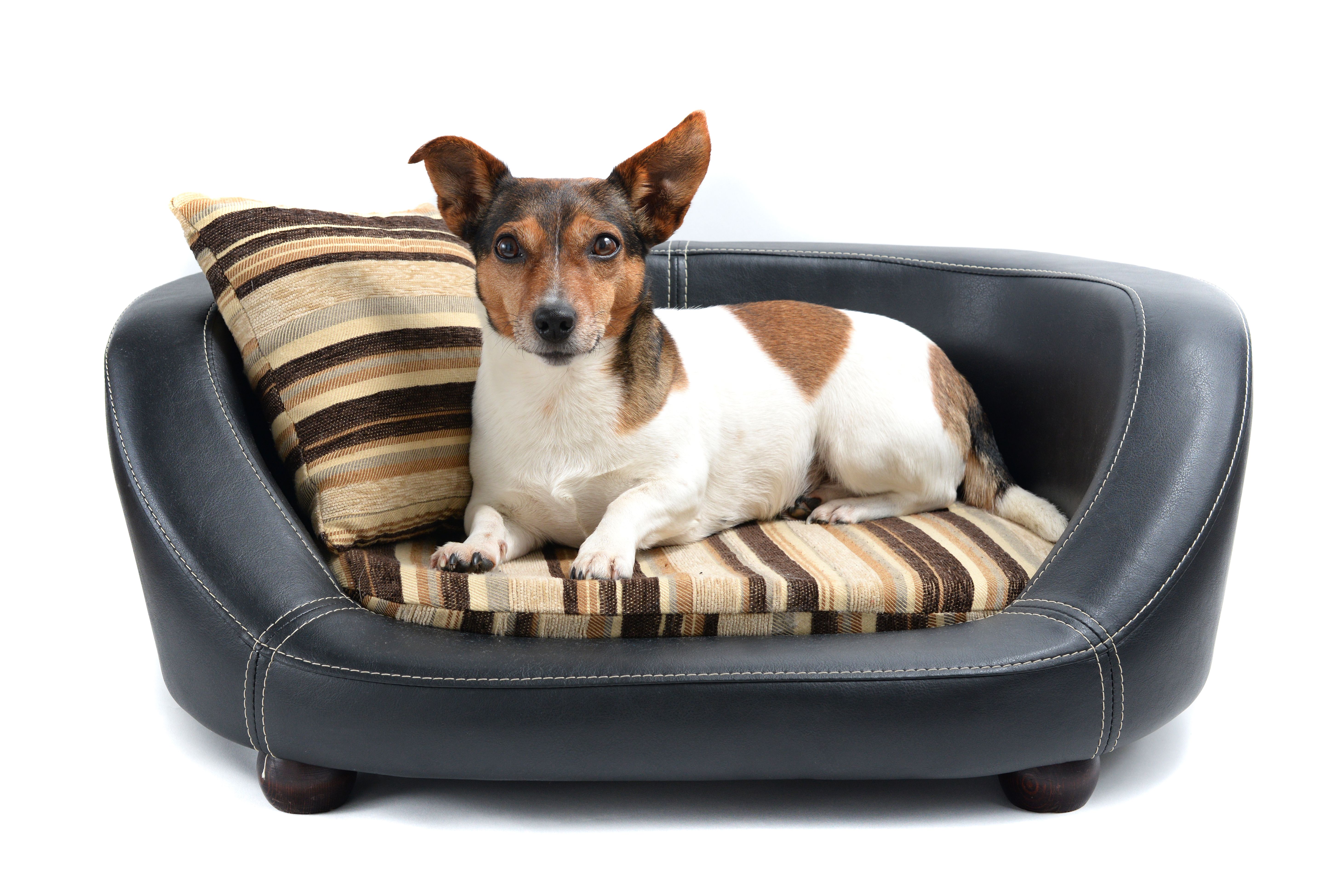 luxury dog bed