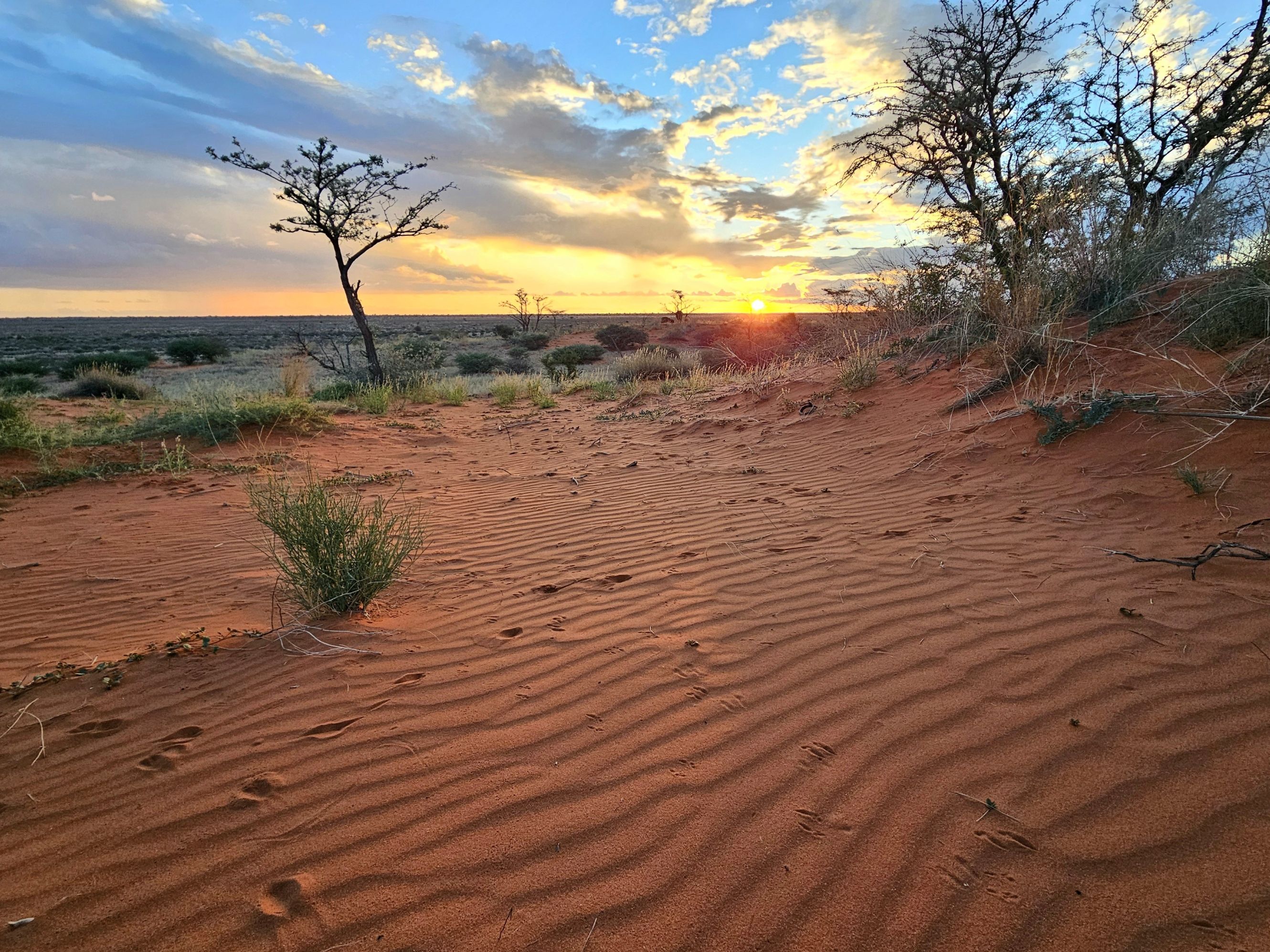 kalahari desert
