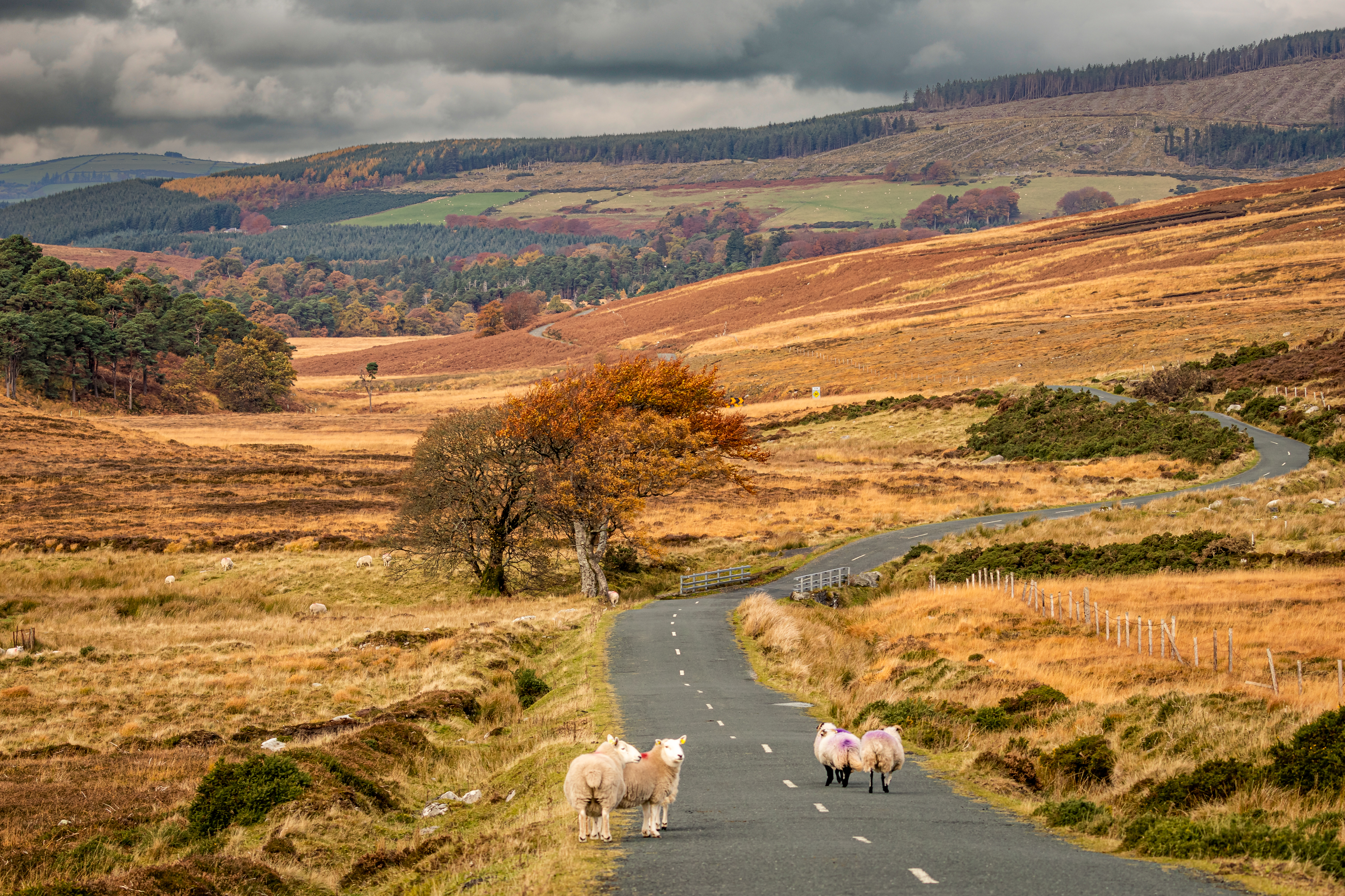 Sally Gap Drive, Wicklow National Park, Ireland