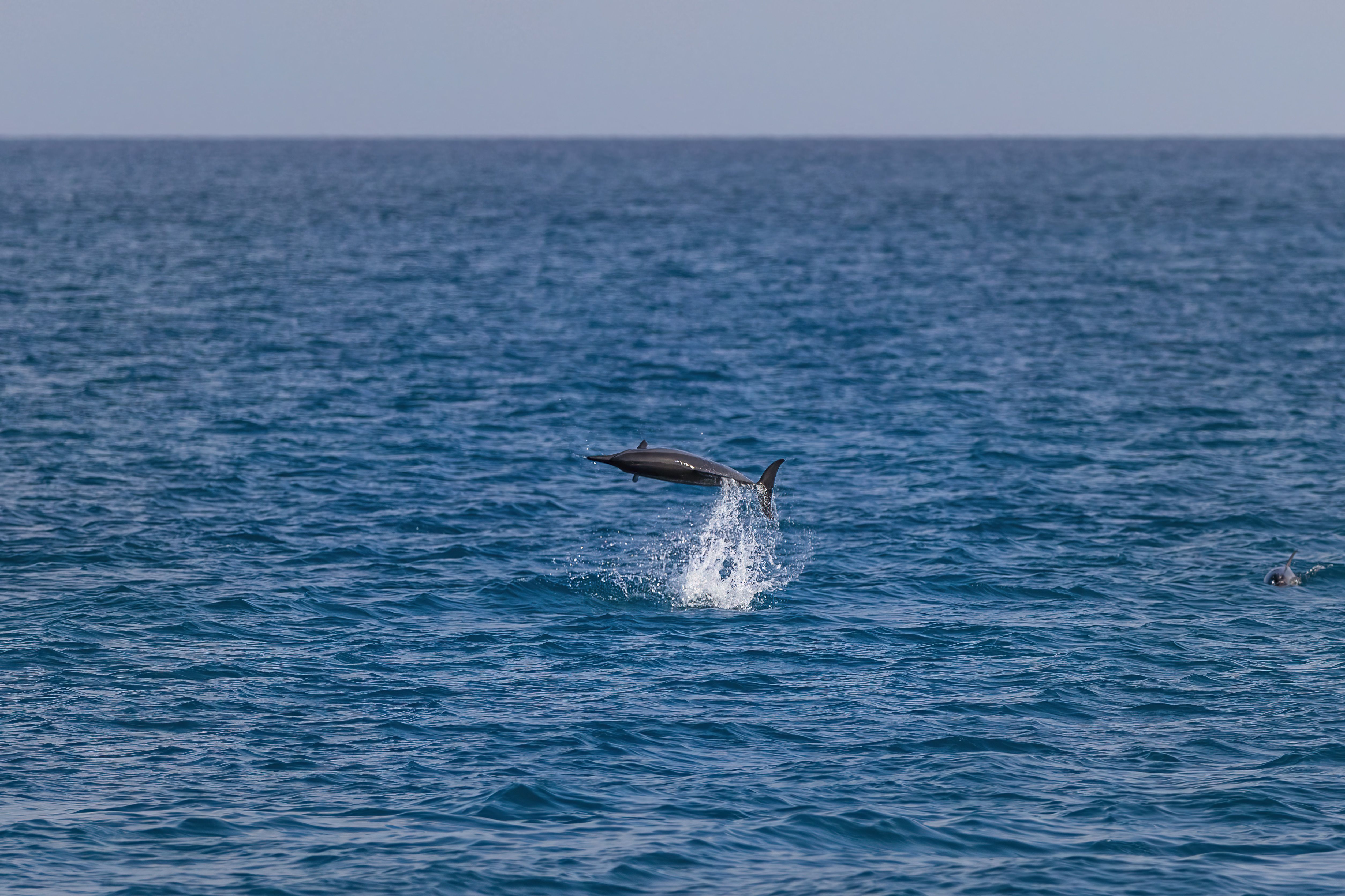 dolphin conservation