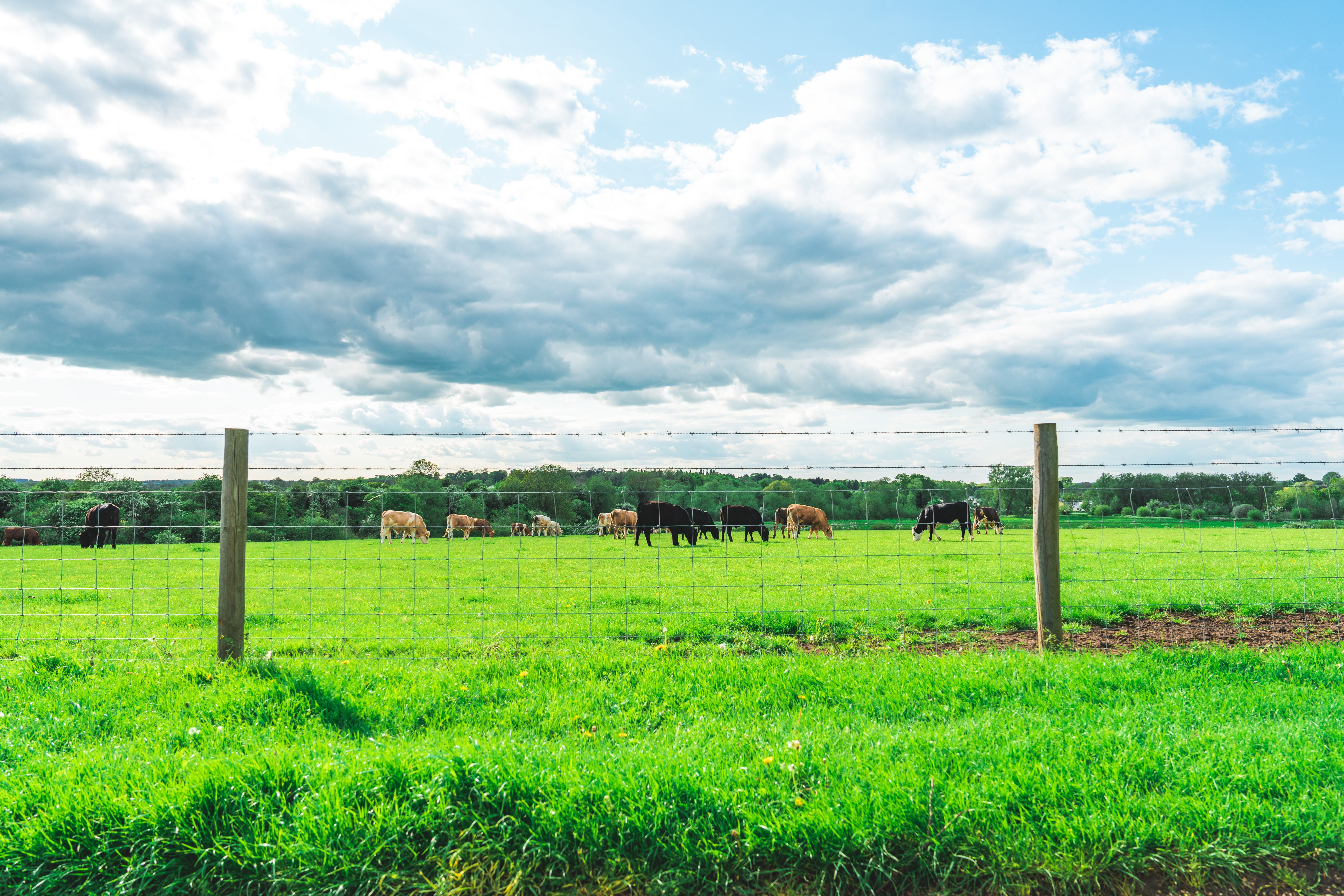 Summer Landscape in Ouse Valley Park, UK