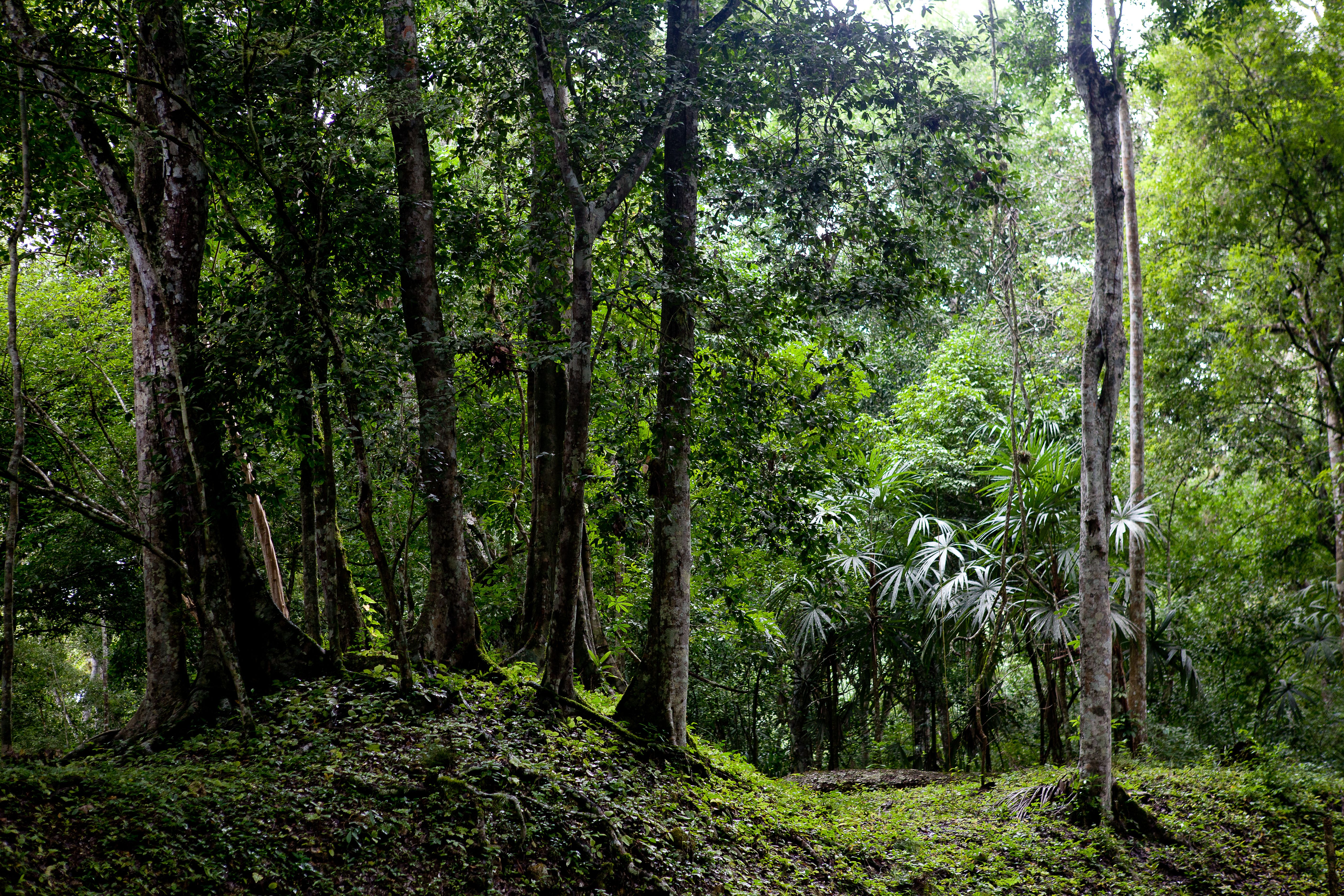 latin american forest