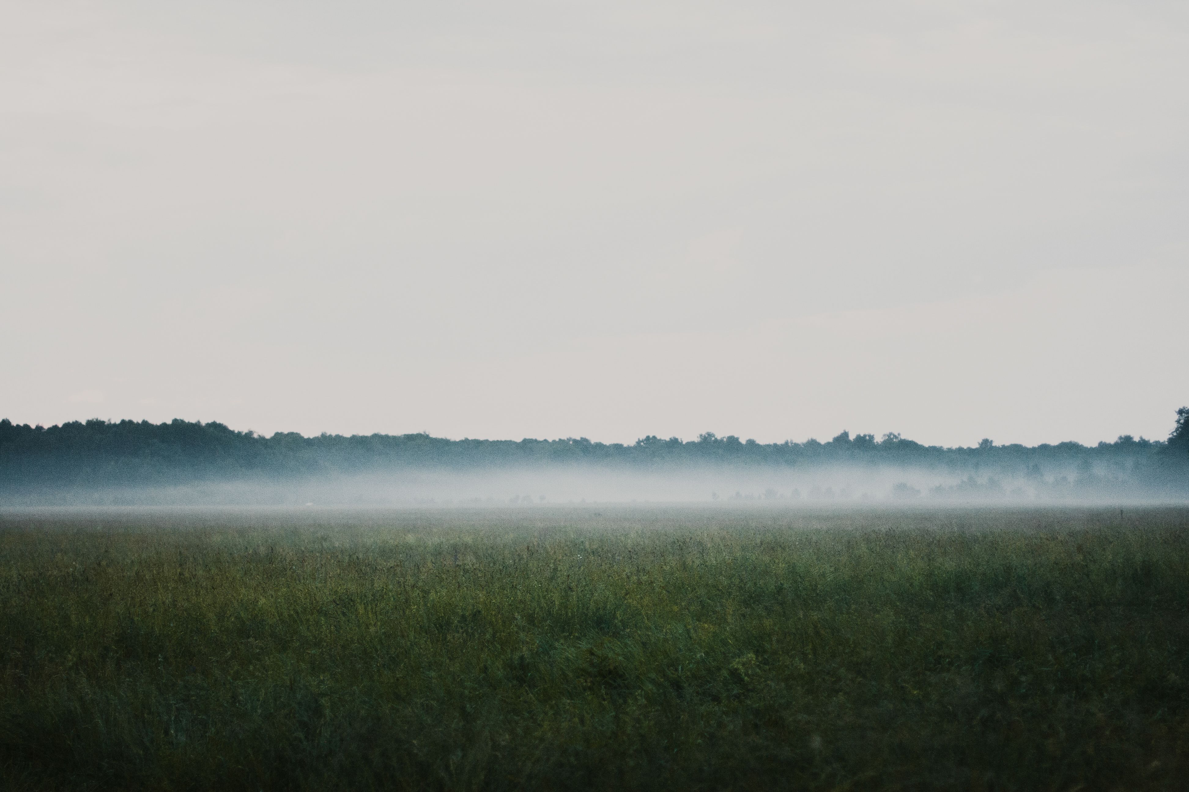 Beautiful summer landscape with a green grass field covered with fog. Forest in the distance on the horizon Beautiful summer landscape with a green grass field covered with fog. Forest in the distance on the horizon