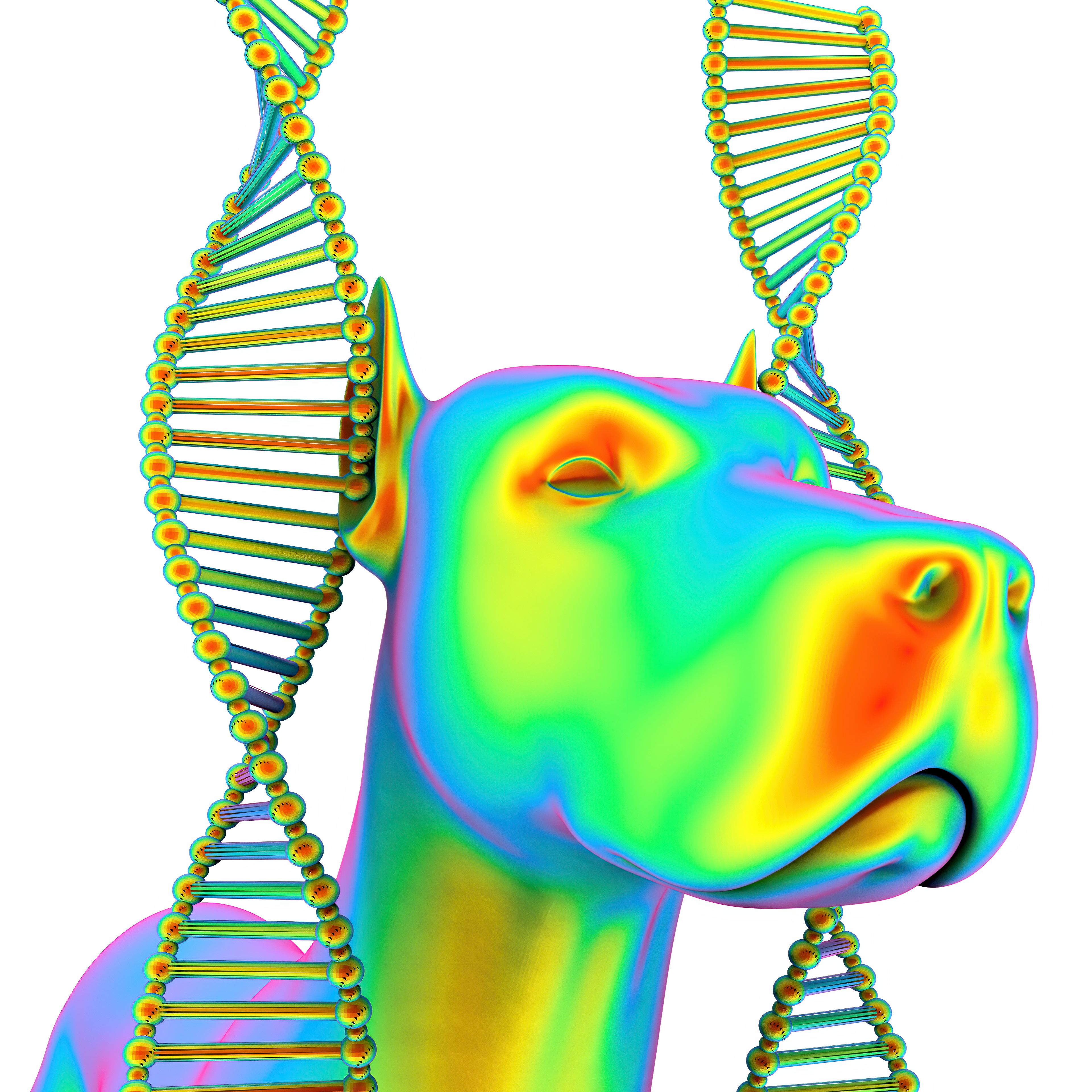 dog genetic test