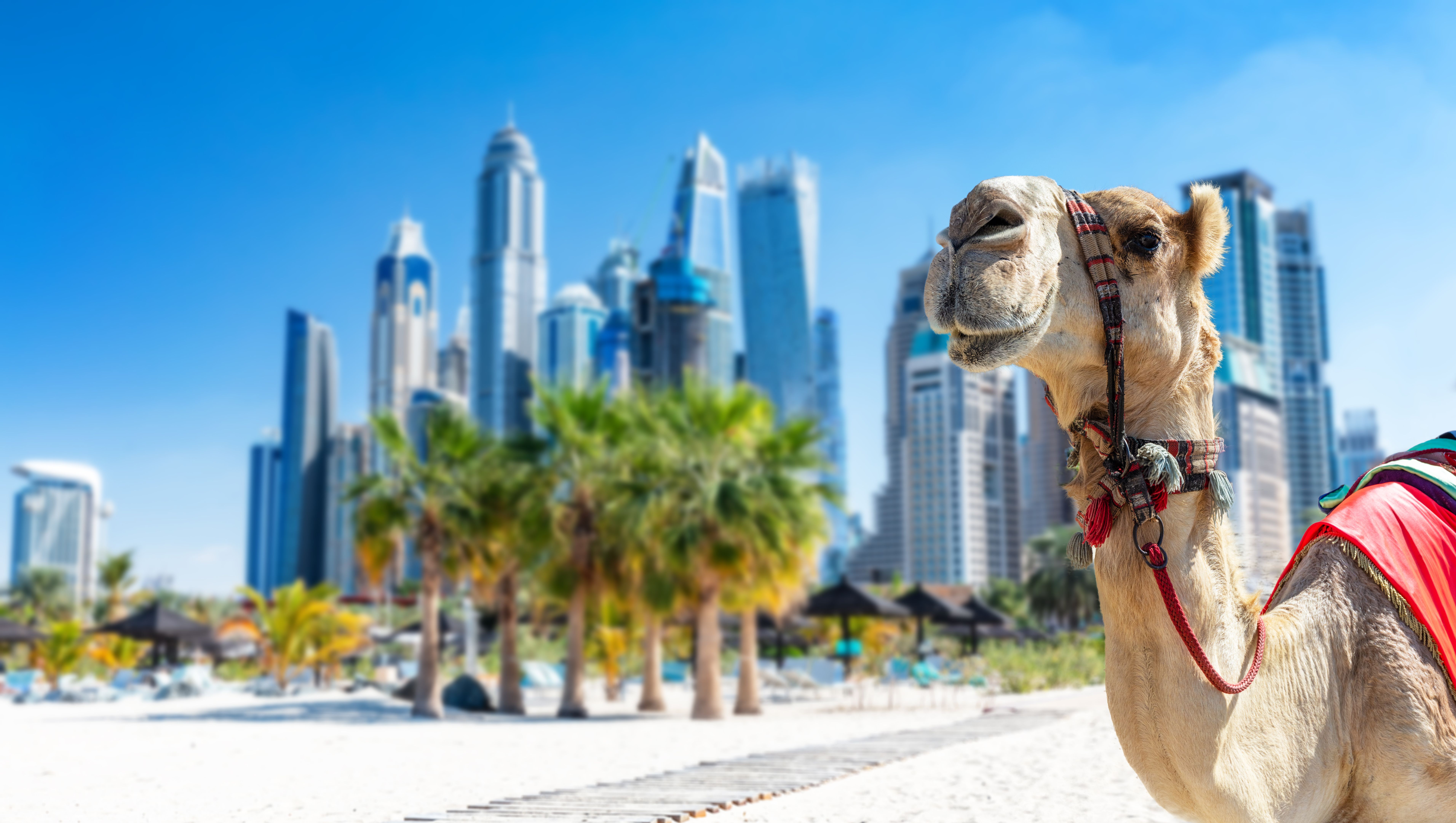 Camel on Dubai jumeirah beach with marina skyscrapers in UAE