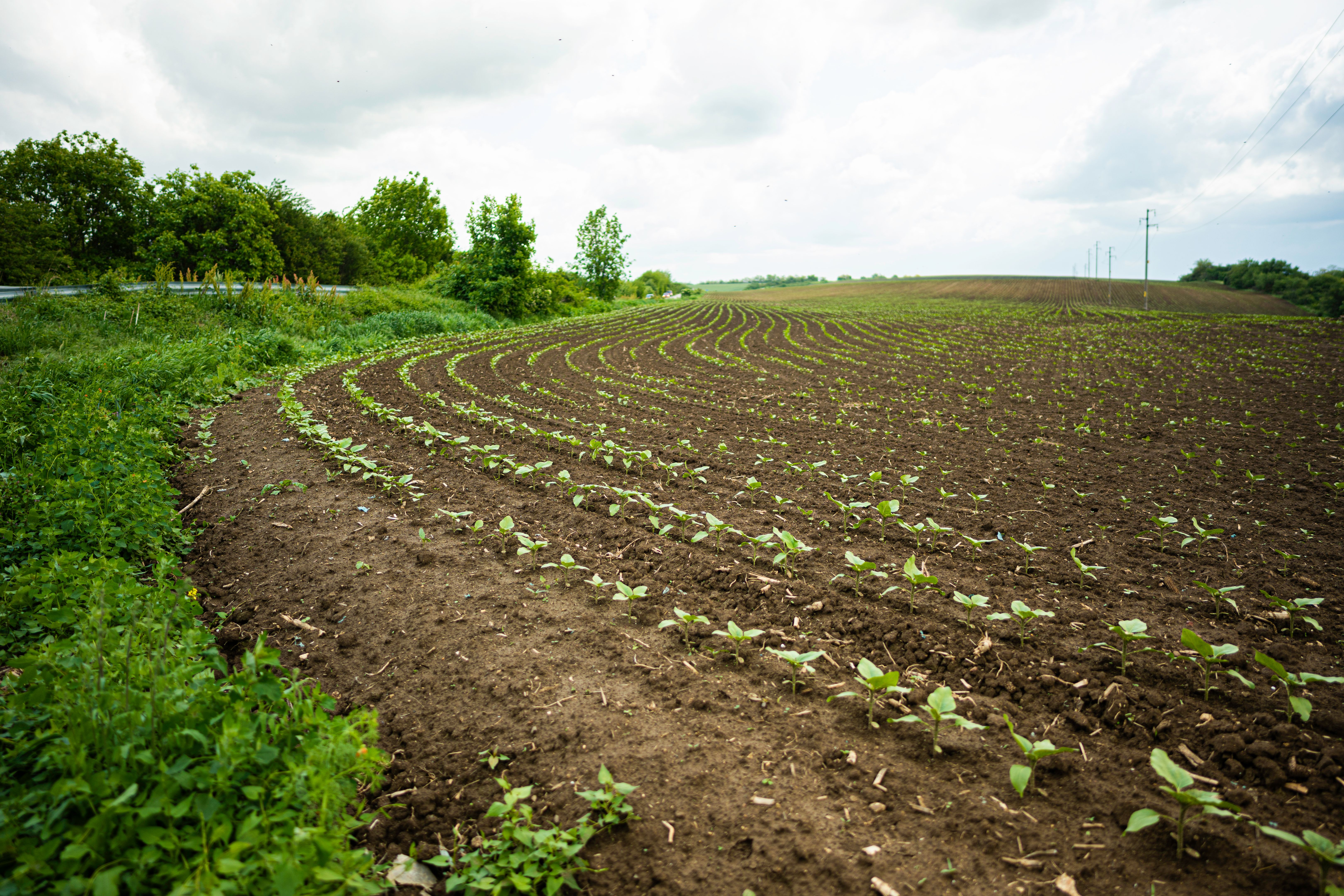 biodiversity in farming