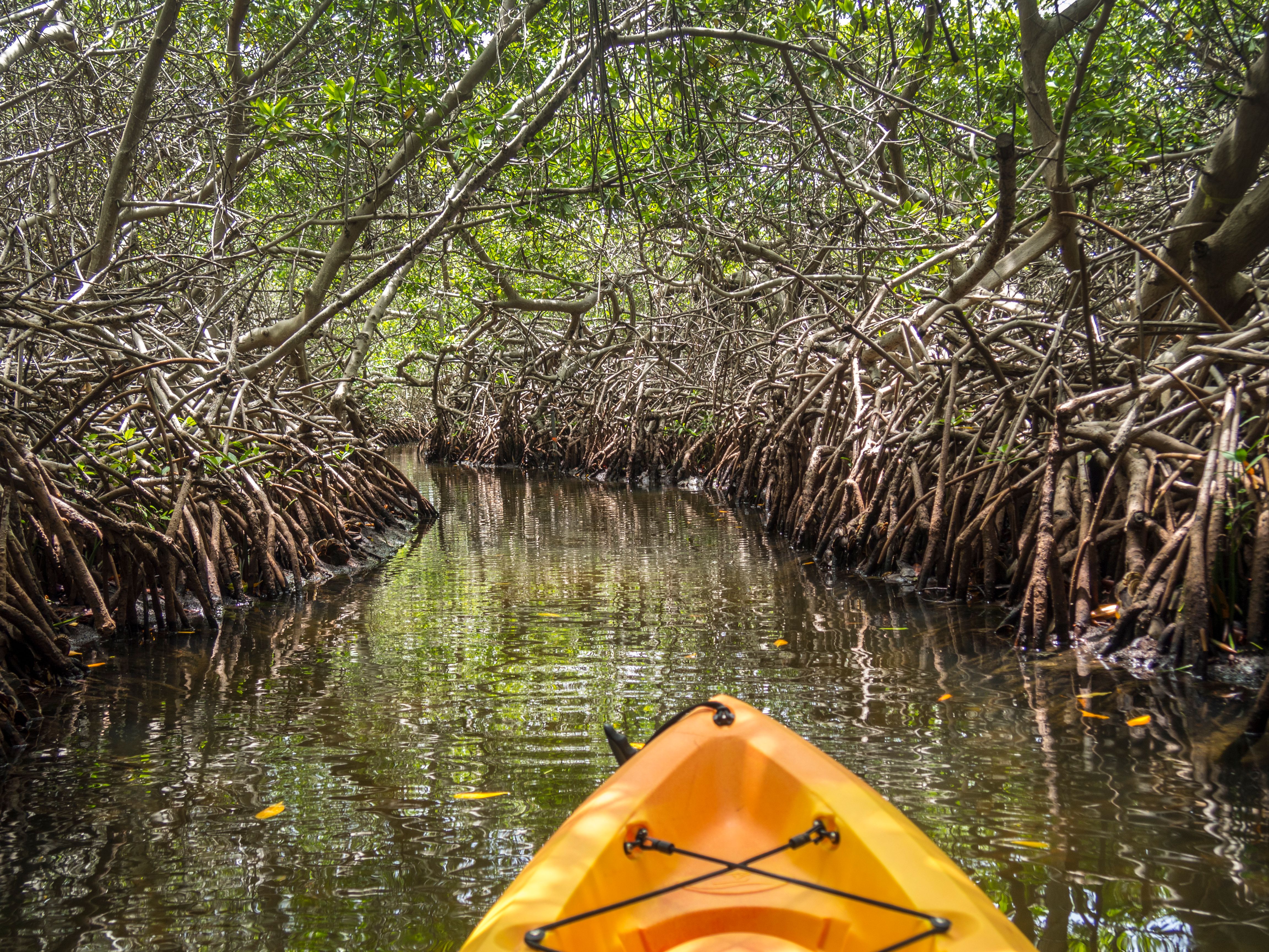 mangrove kayaking