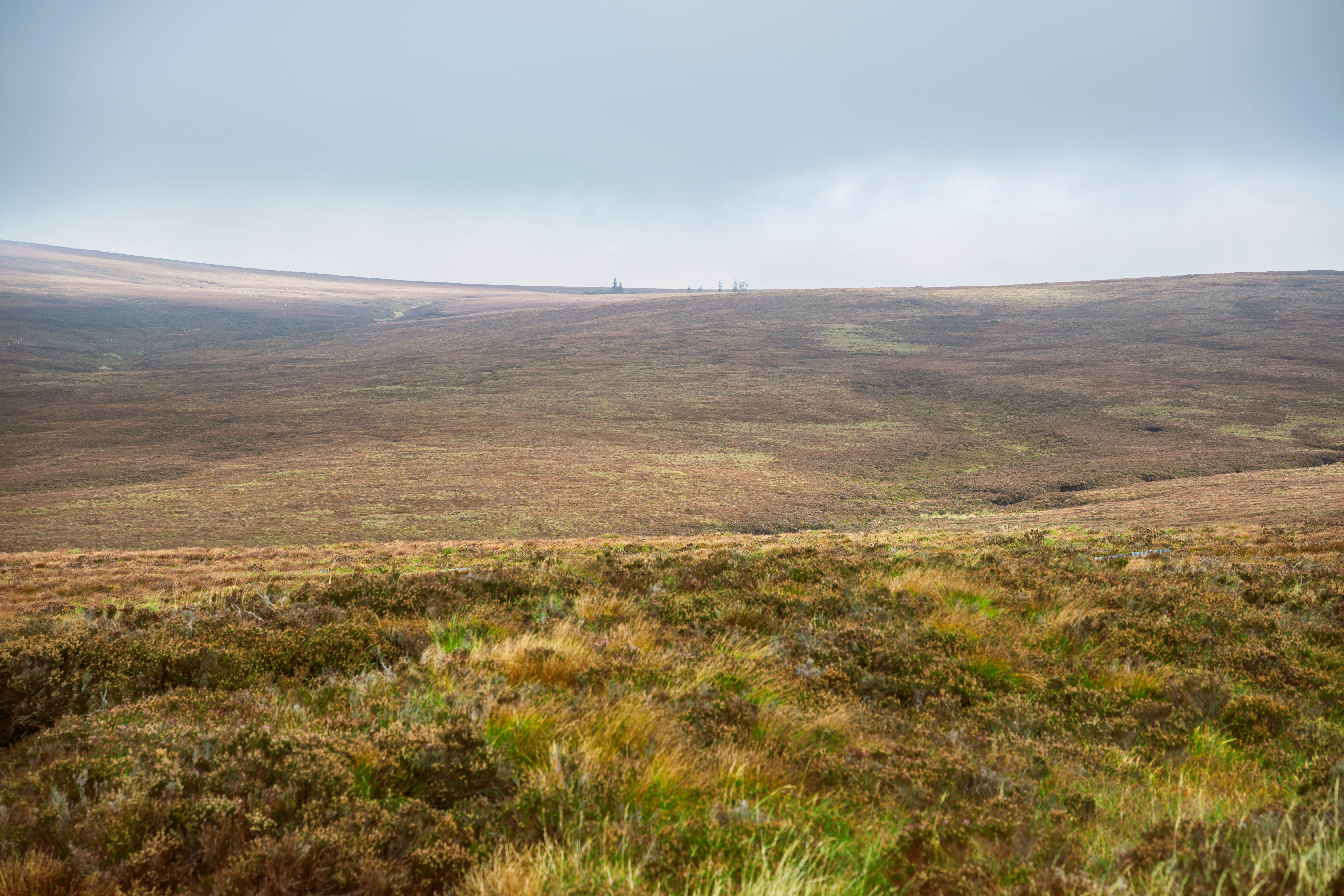 Expansive Wicklow high bog with autumn heather, distant tree cluster, and unbroken horizon under a grey sky.
