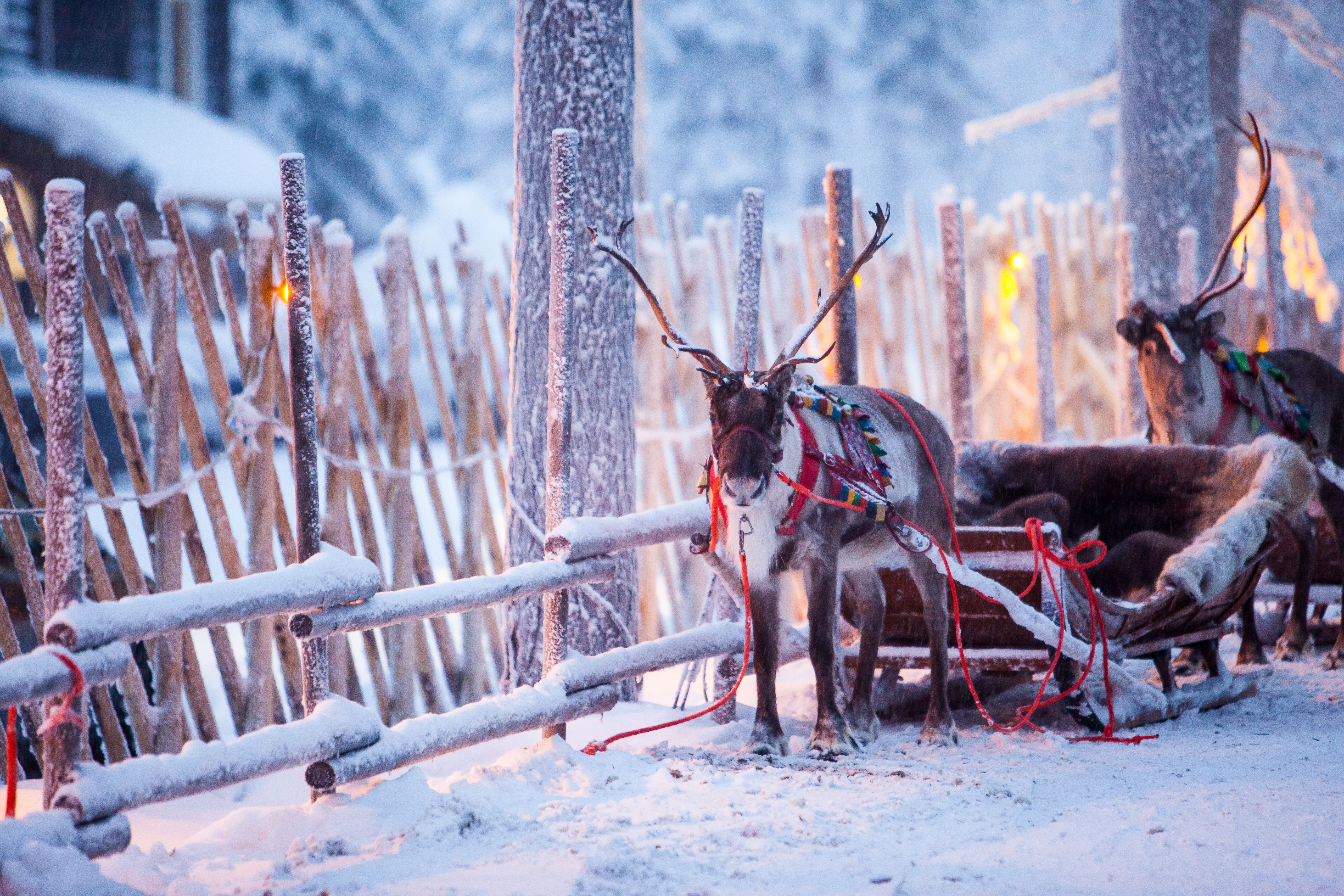 lapland christmas