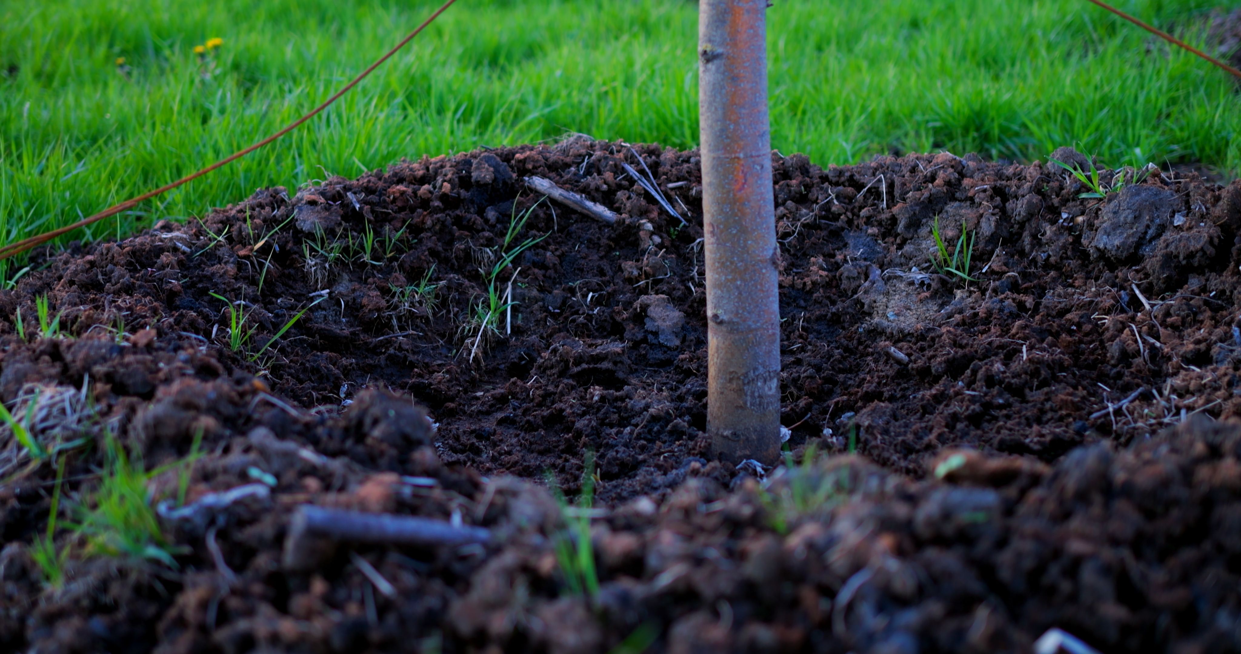 sustainable tree care