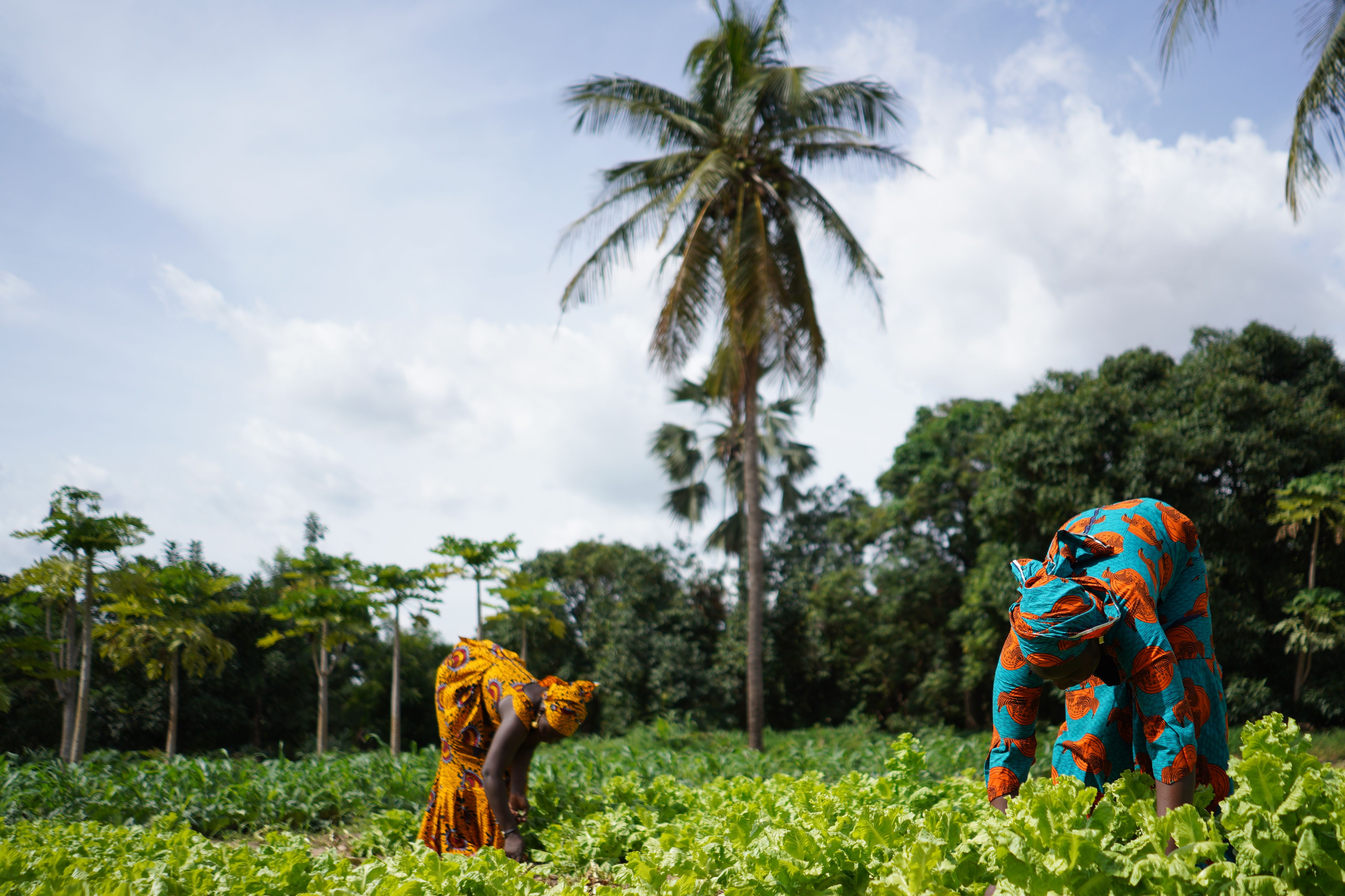 africa agriculture growth