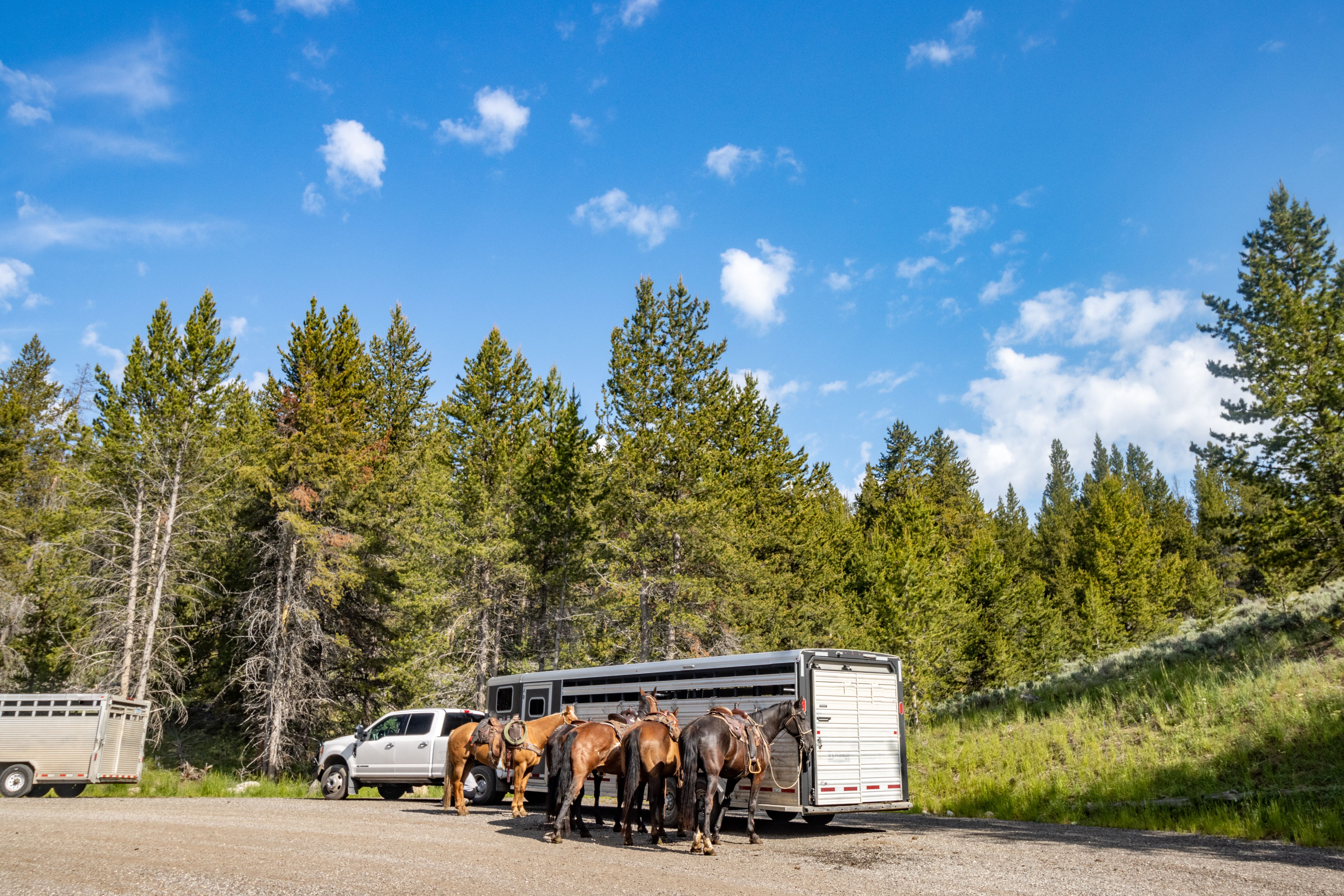 guided horseback ride