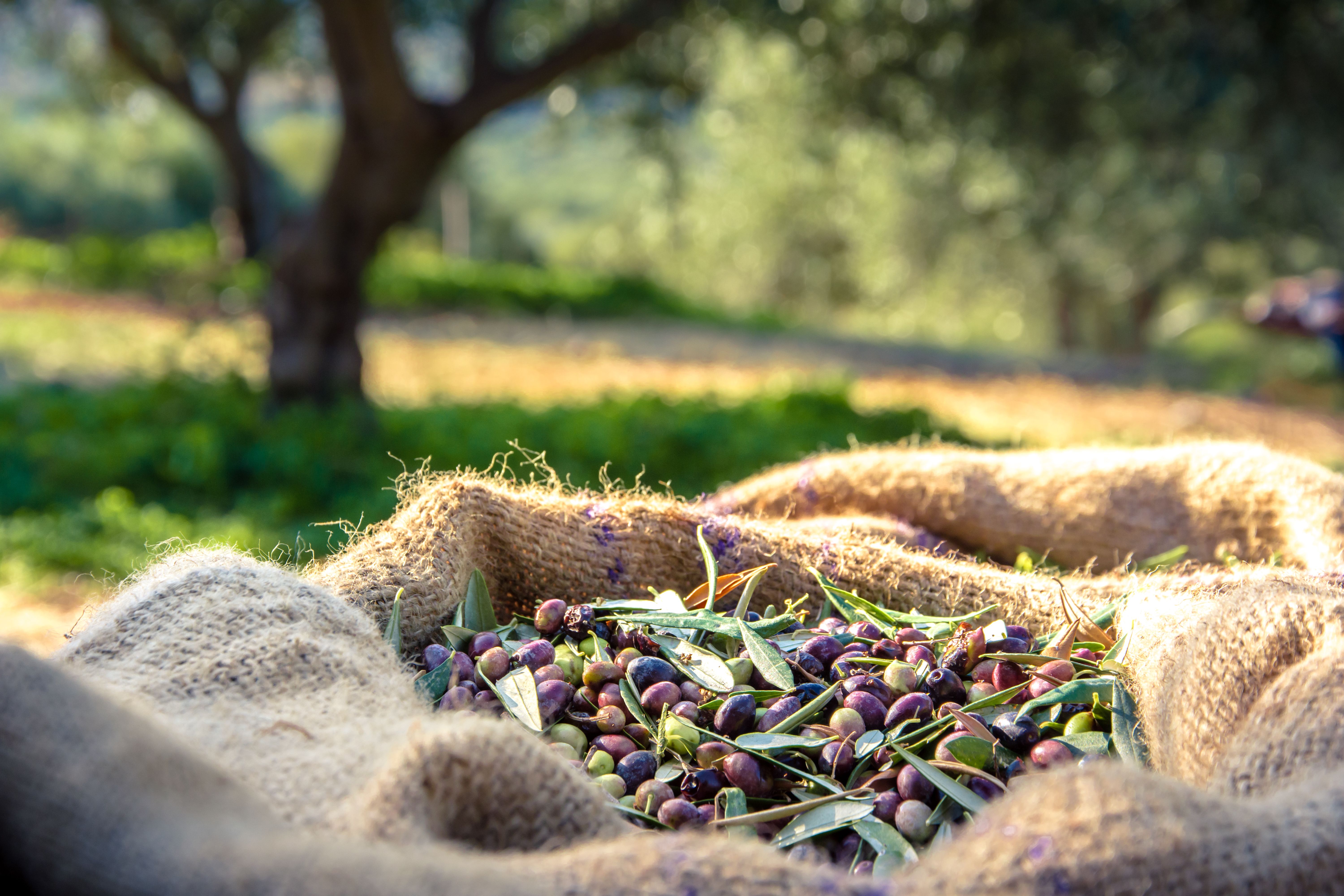 olive harvest