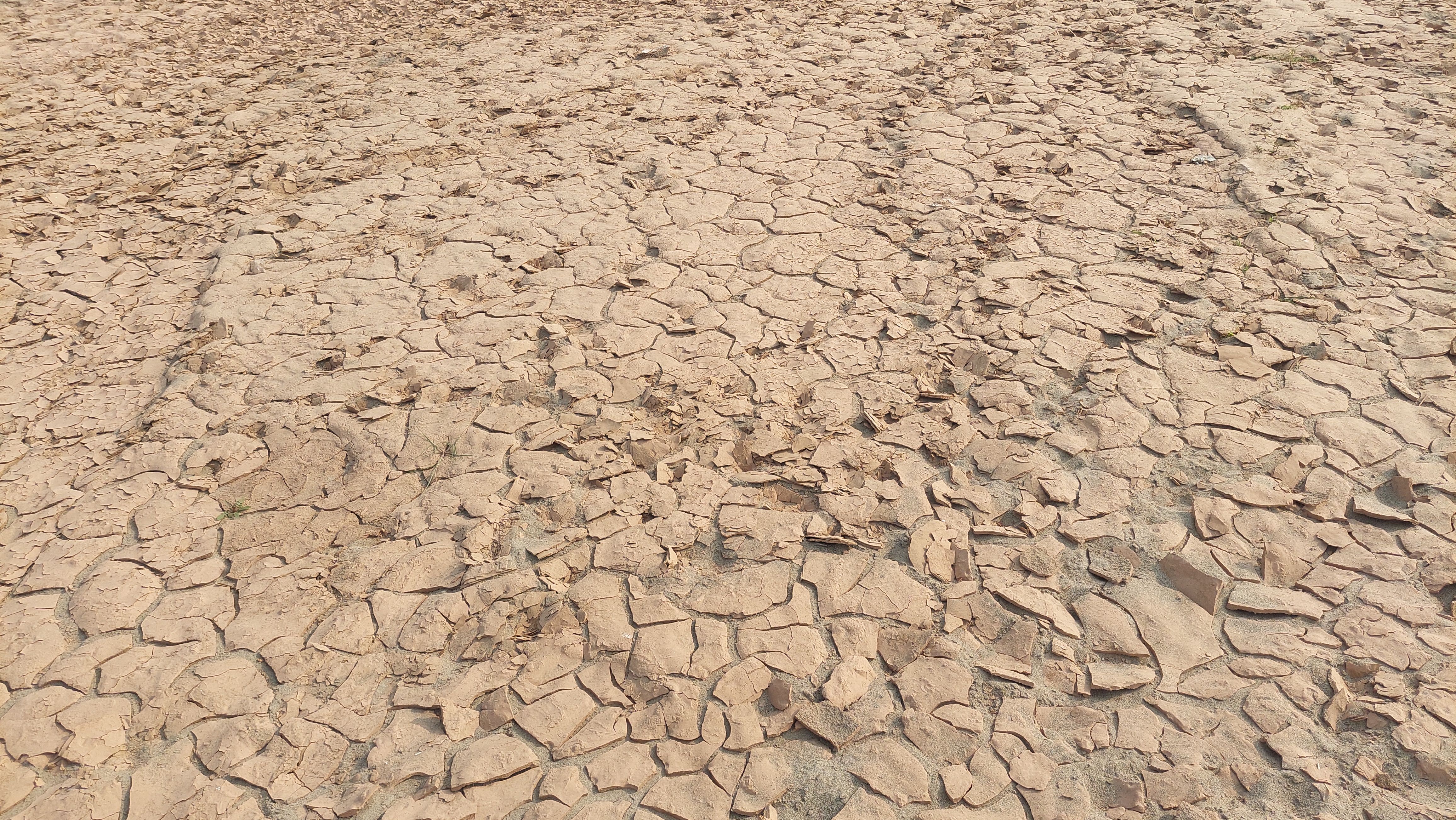 desert soil transformation