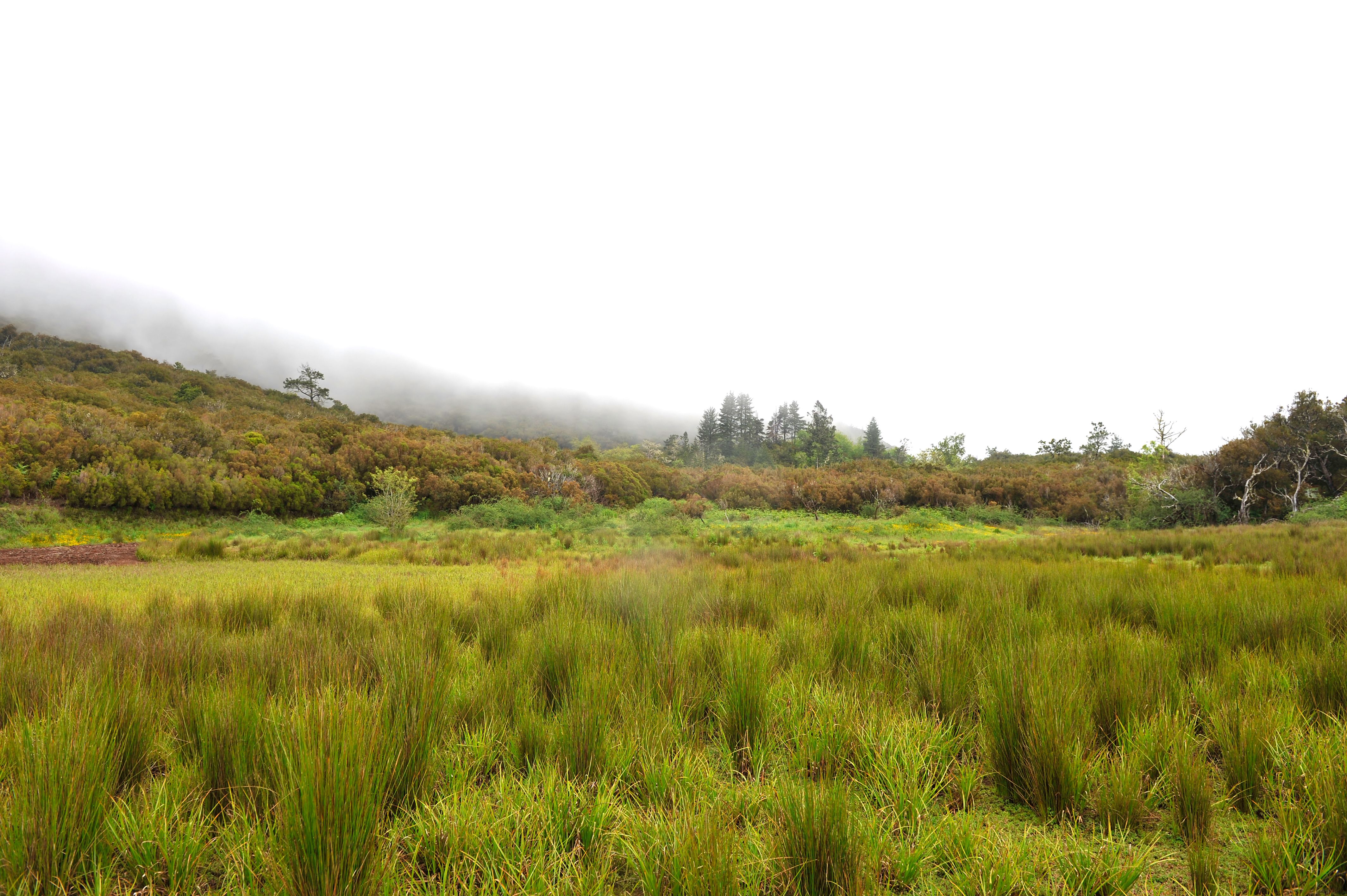 Way of the Spire and Foliage - Madeira