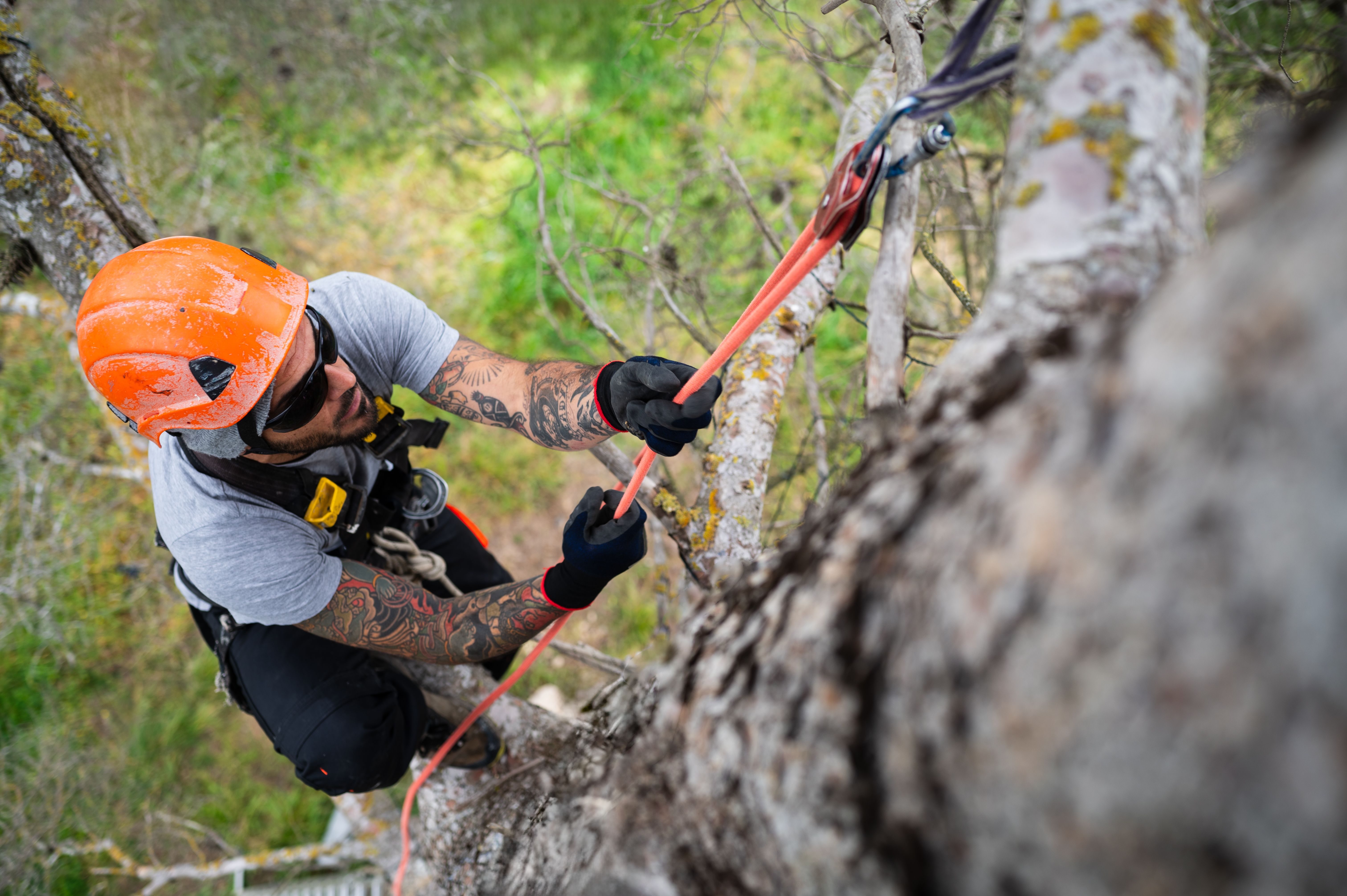 tree care
